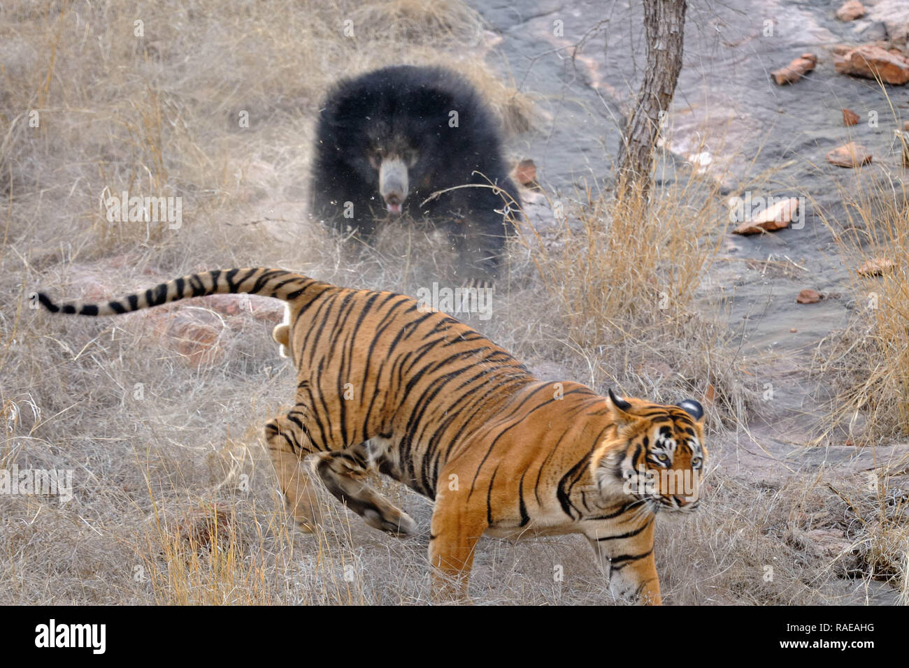 Atemberaubende Aufnahmen haben im Moment erfasst eine wütende Mutter weg tragen jagten zwei riesige Tiger ihre Jungen zu schützen. Unglaubliche Bilder zeigen das Faultier b Stockfoto