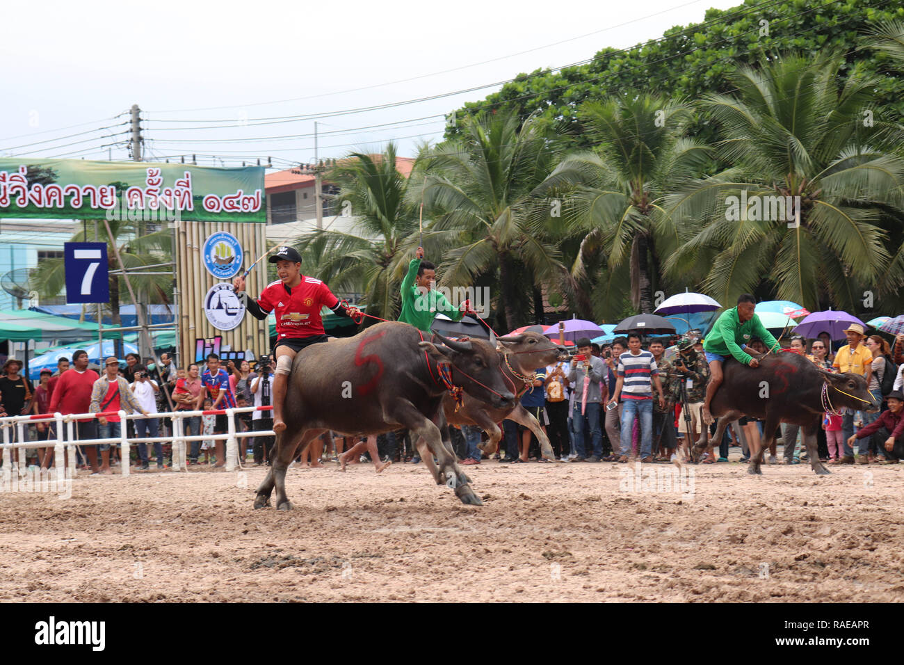 Atemberaubende Bilder und Videomaterial haben mehrere Büffel Sprint zur Ziellinie in einem jährlichen Rennen in Thailand gefangen. Die Aktion Schüsse sh Stockfoto