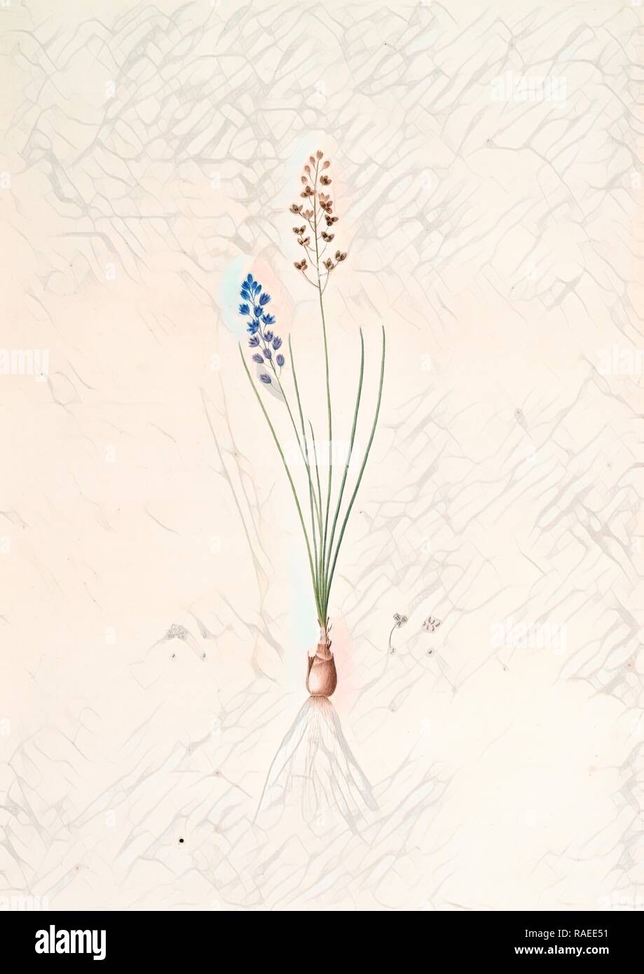 Scilla autumnalis, Scille de'Automne, Herbst Blausterne, Redouté, Pierre Joseph, 1759-1840, Les liliacees, 1802 - 181 Neuerfundene Stockfoto