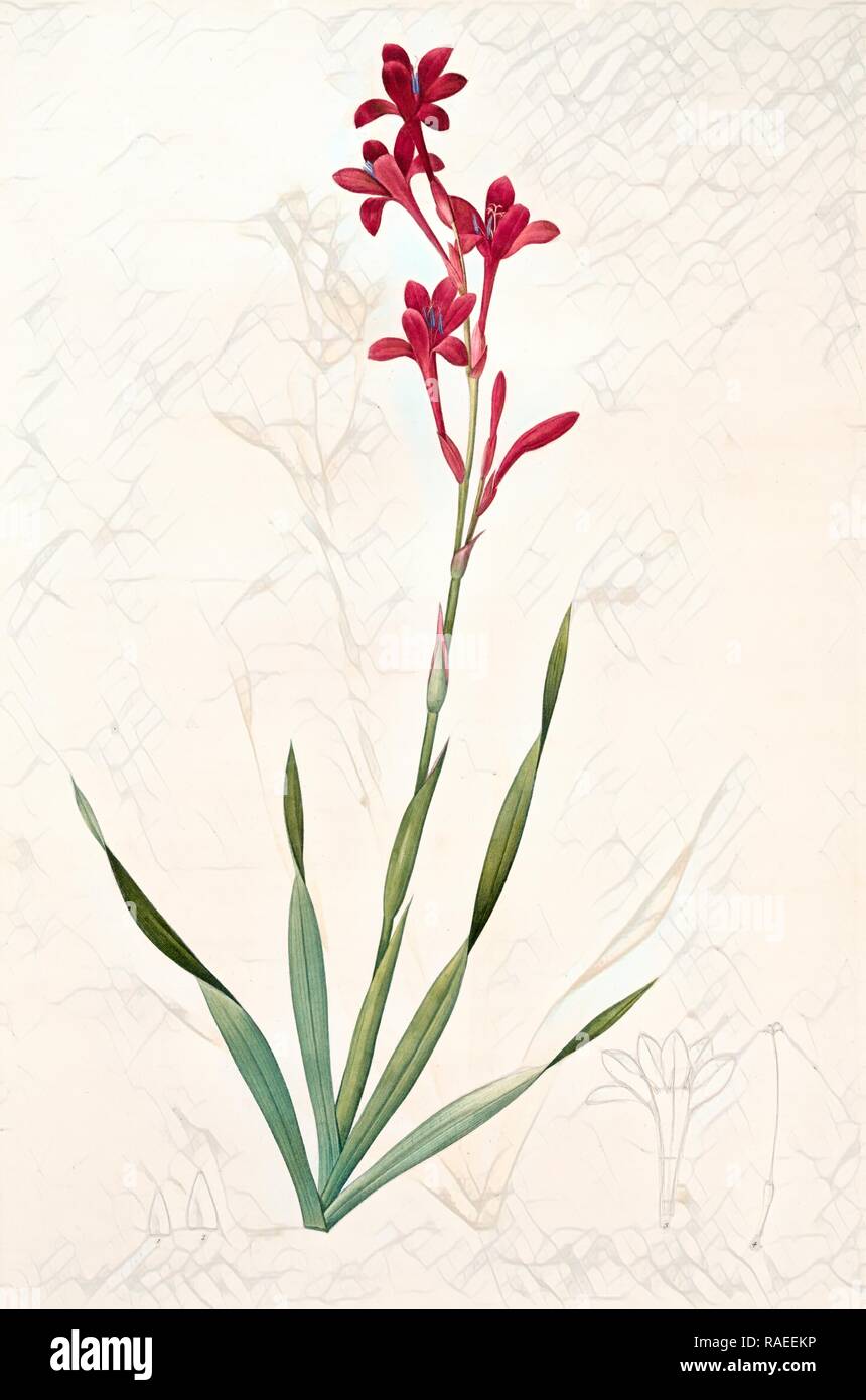 Gladiolus strictiflorus, Watsonia humilis, Glaïeul à flleurs Droites, Redouté, Pierre Joseph, 1759-1840, les Neuerfundene Stockfoto