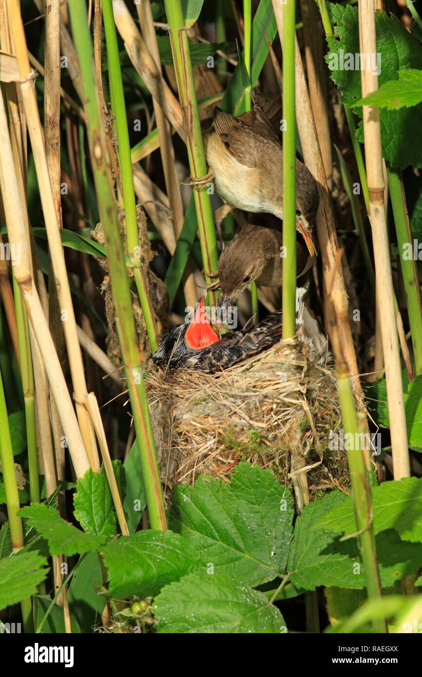 Kuckuck im Nest, Pflegeeltern, Großbritannien. Stockfoto