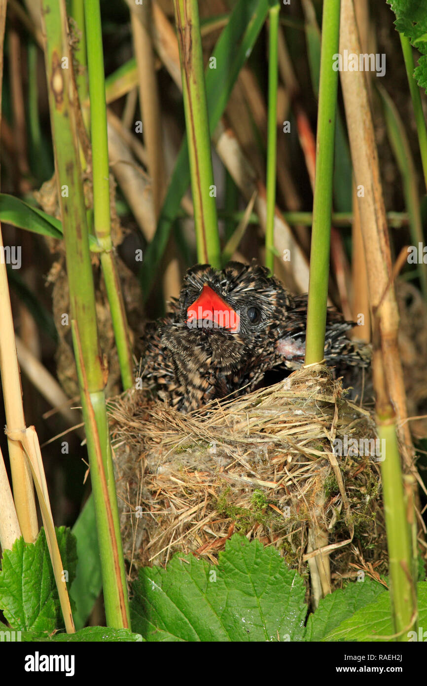 Kuckuck (Cuculus canorus) Parasit 10 Tage alt, UK. Stockfoto