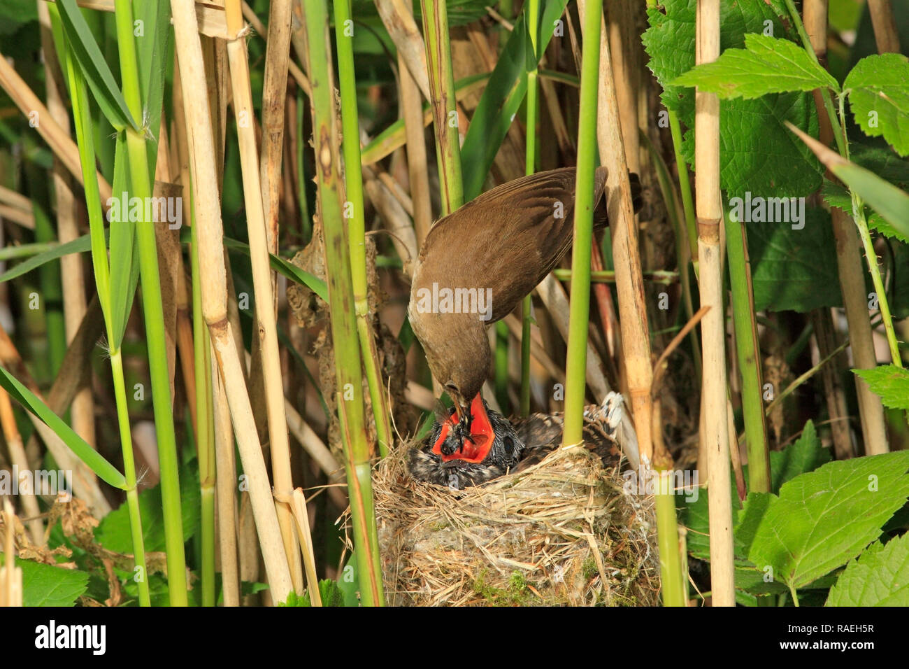 Teichrohrsänger (Acrocephalus scirpaceus) Ernährung Kuckuck, UK. Stockfoto