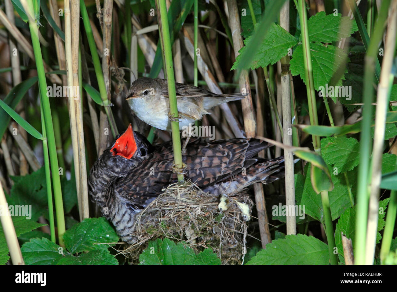 Junger Kuckuck Stockfotos & Junger Kuckuck Bilder Alamy