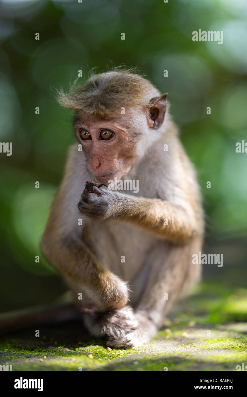 Eine junge Toque Macaque in Sigiriya Felsen Festung in Sri Lanka. Stockfoto