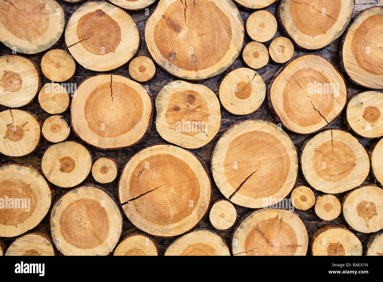 Dekorative Wand aus Holz abgeschnittene Teile der Baum als Teil der Einrichtung von photobooth. Horizontale Farbfotografie. Stockfoto