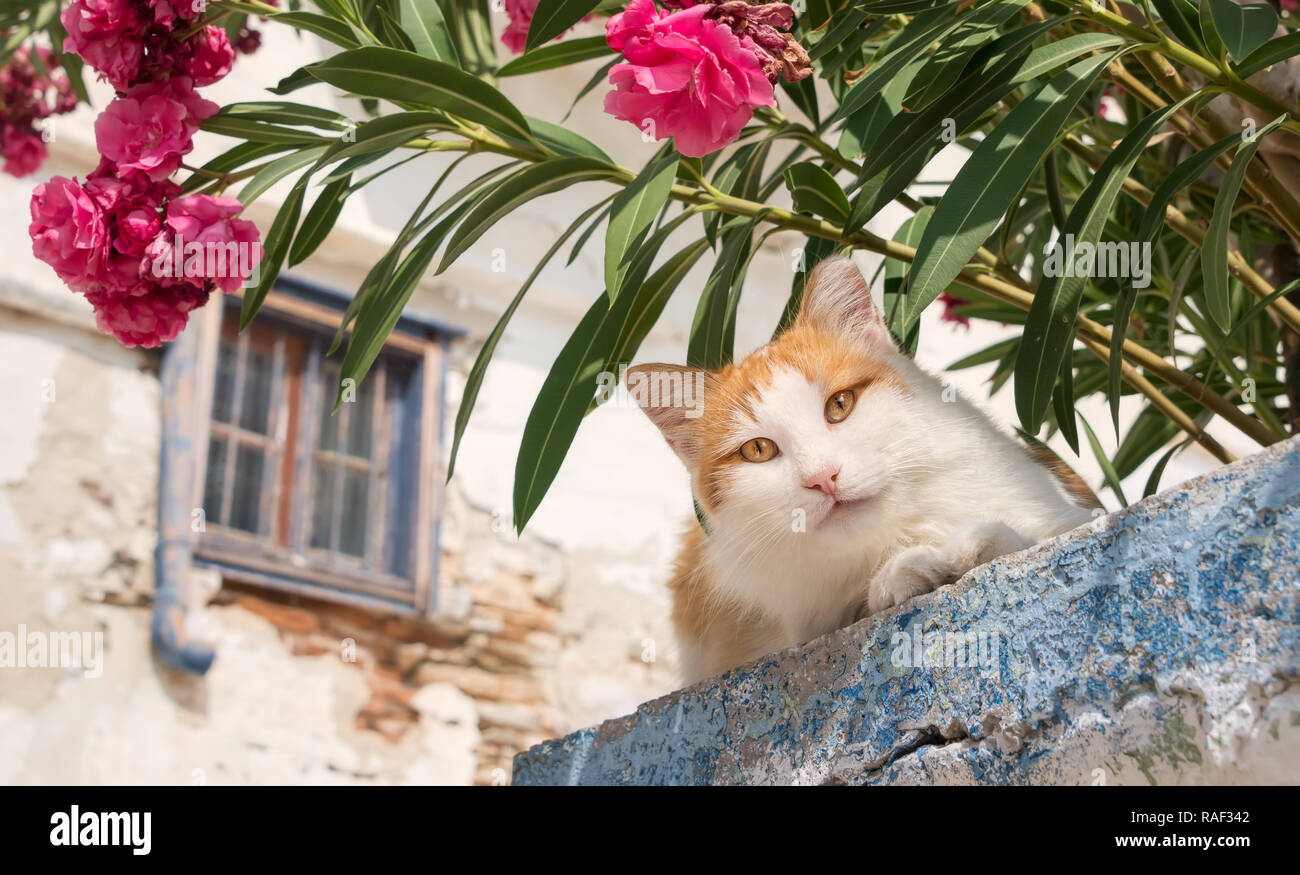 Süße orange und weiße Katze peering unten von einer Wand mit Oleander Blumen in einem griechischen Dorf, Kykladen, Griechenland Stockfoto