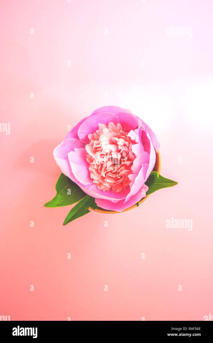 Ansicht von oben eine schöne Pastell rosa Pfingstrose auf Patel rosa Hintergrund. Getönten Bild. Stockfoto
