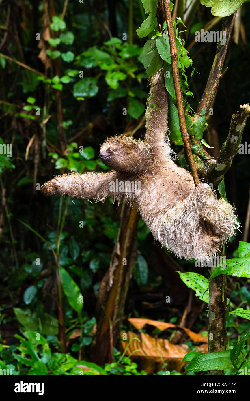 Drei-toed Sloth in Costa Rica Stockfoto