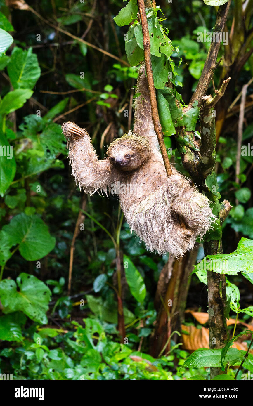 Drei-toed Sloth in Costa Rica Stockfoto