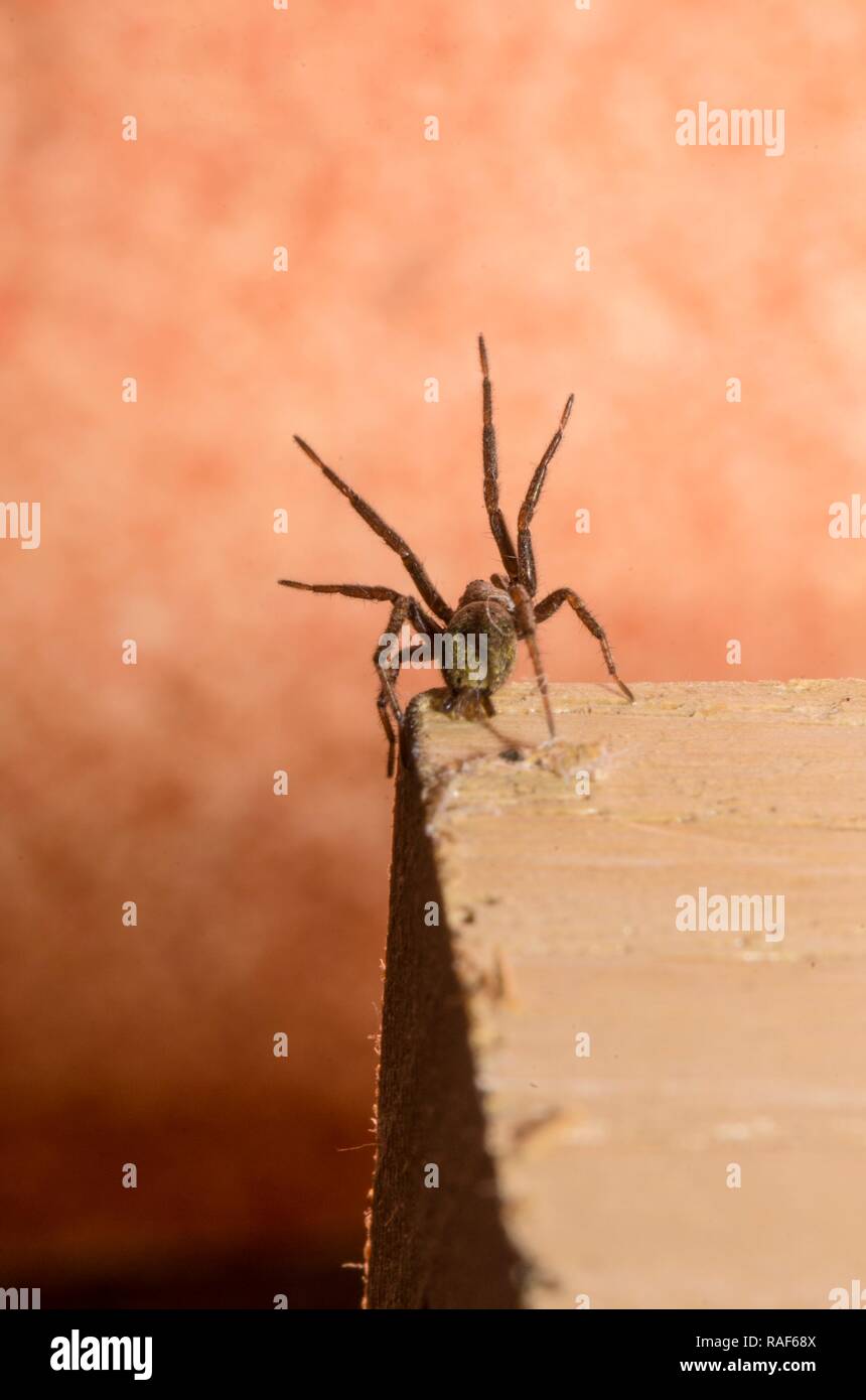 Muster eines gemeinsamen Spinne (Zoropsidae) im Vordergrund. Stockfoto