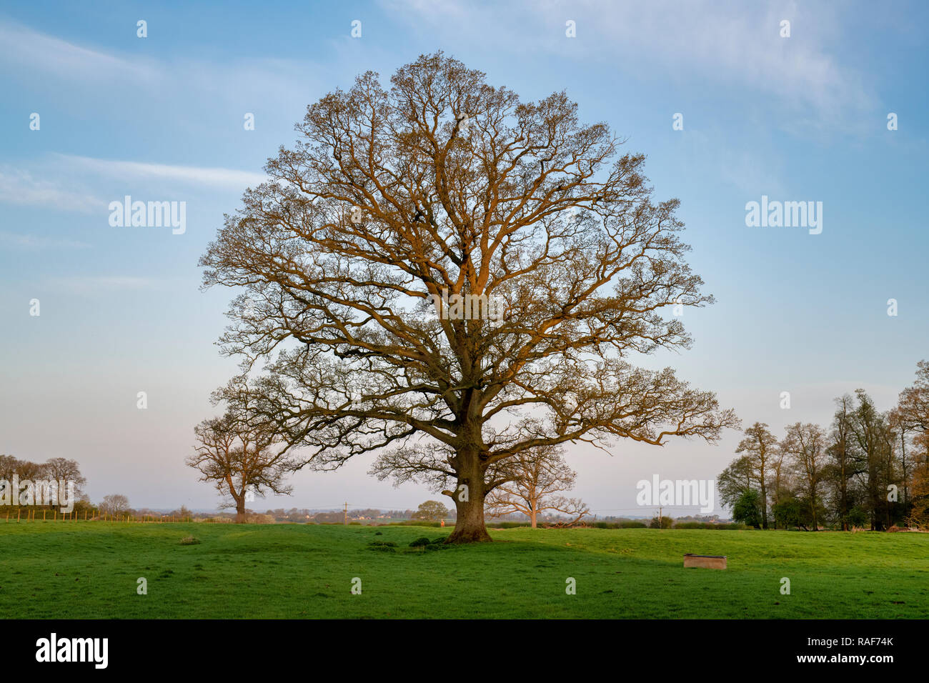 Quercus robur. Eiche im Frühjahr in der englischen Landschaft. Könige Sutton, Northamptonshire. UK. Stockfoto