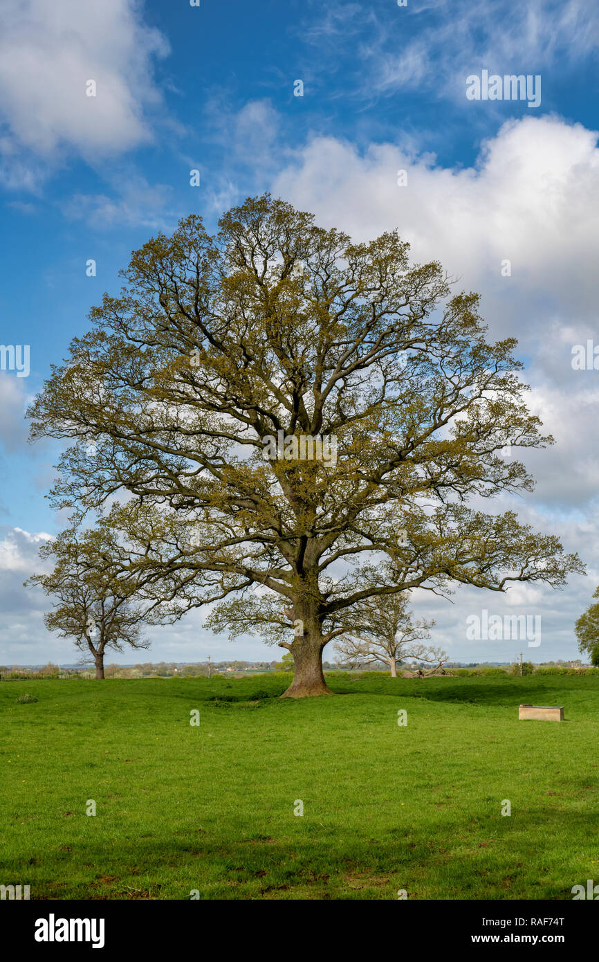 Quercus robur. Eiche im Frühjahr in der englischen Landschaft. Könige Sutton, Northamptonshire. UK. Stockfoto
