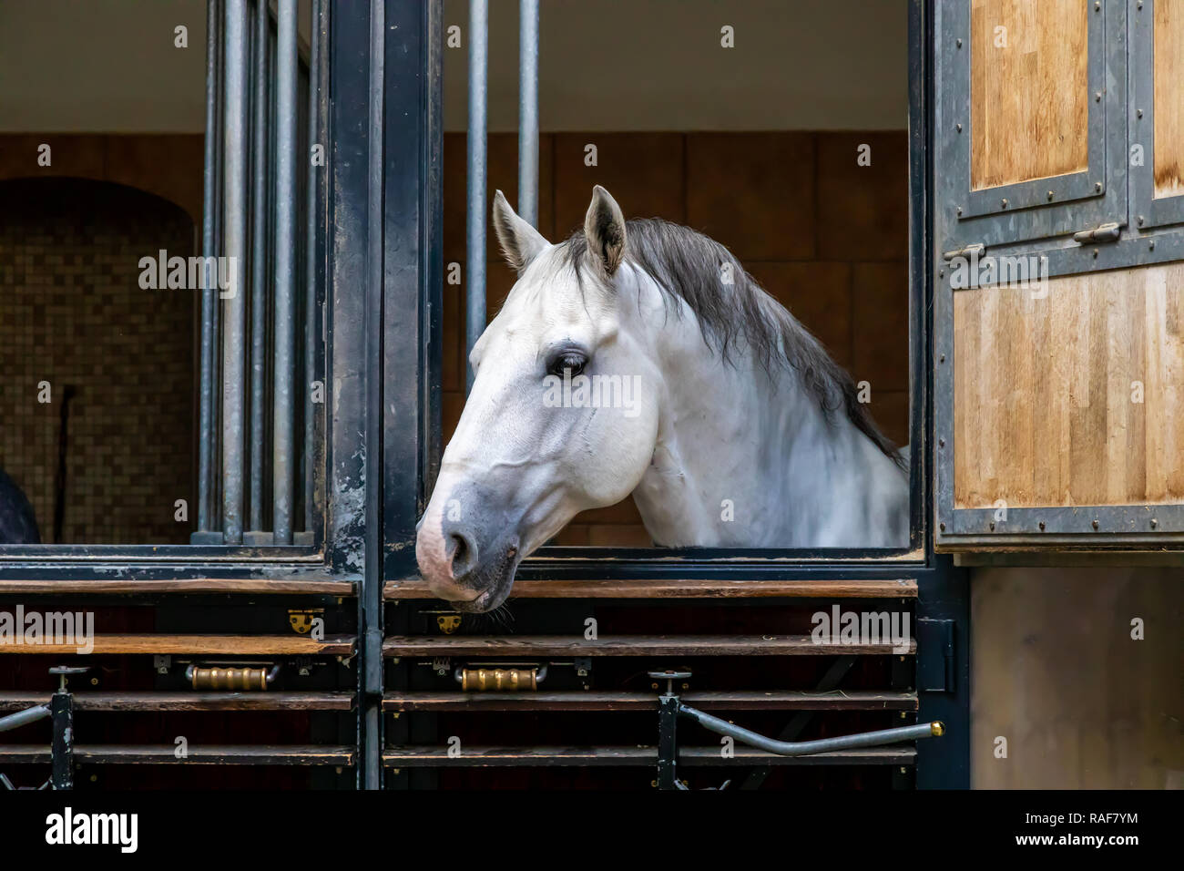 Spanische Hofreitschule, Wien, Österreich Stockfoto