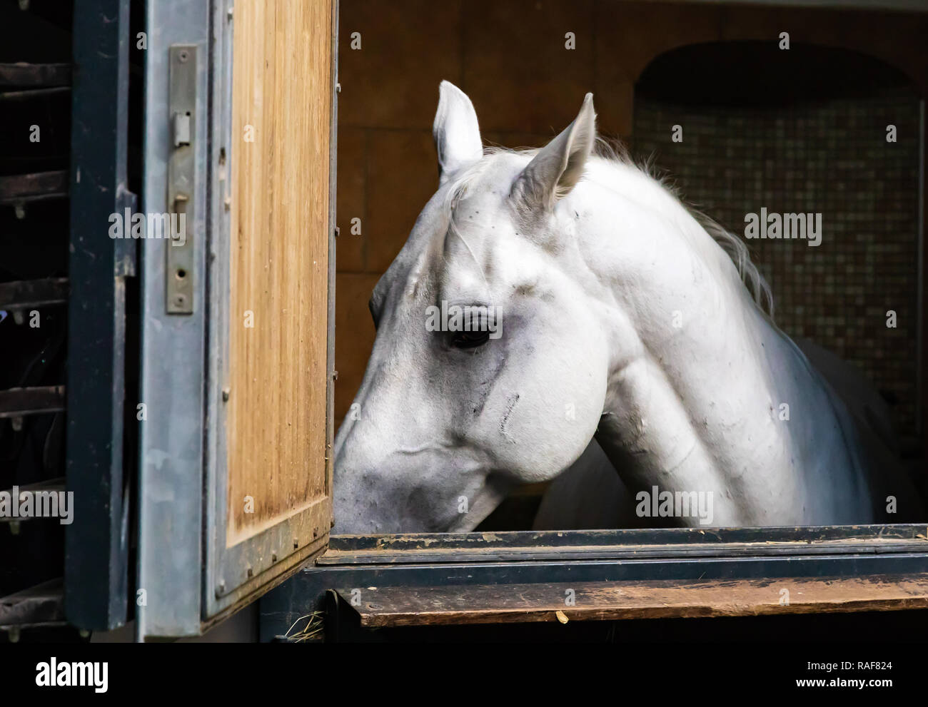 Spanische Hofreitschule, Wien, Österreich Stockfoto