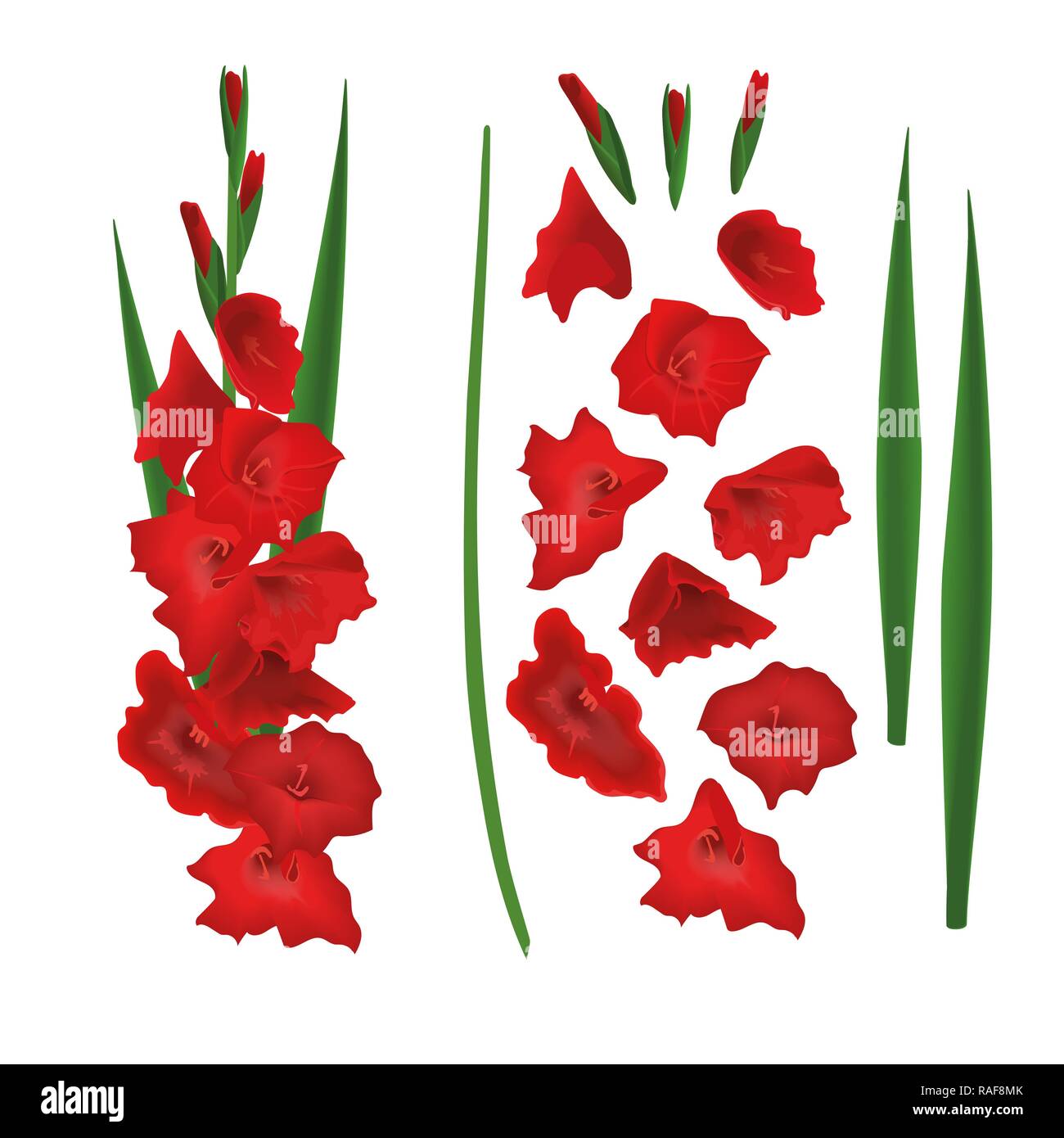 Rote Gladiolen Konstruktor, schwertlilie Blumen Schöpfer. Stammzellen, Blüten, Knospen, Blätter. Vector Illustration. Stock Vektor