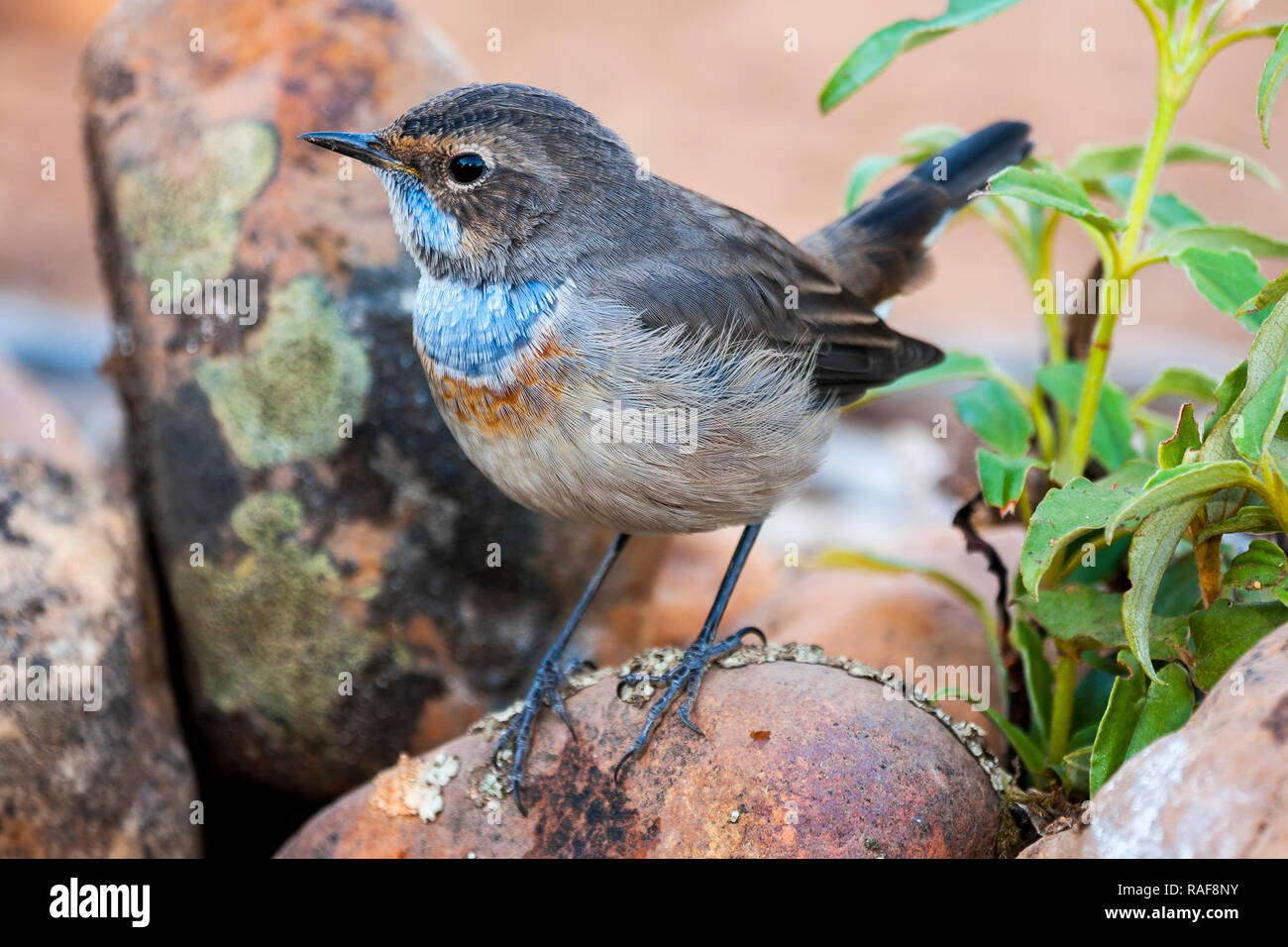 Soor Nachtigall (Luscinia svecica) am Rande des Wassers gehockt Stockfoto