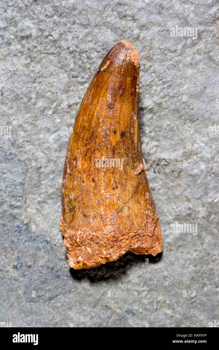 Fossile Sarcosuchus Zahn Stockfoto