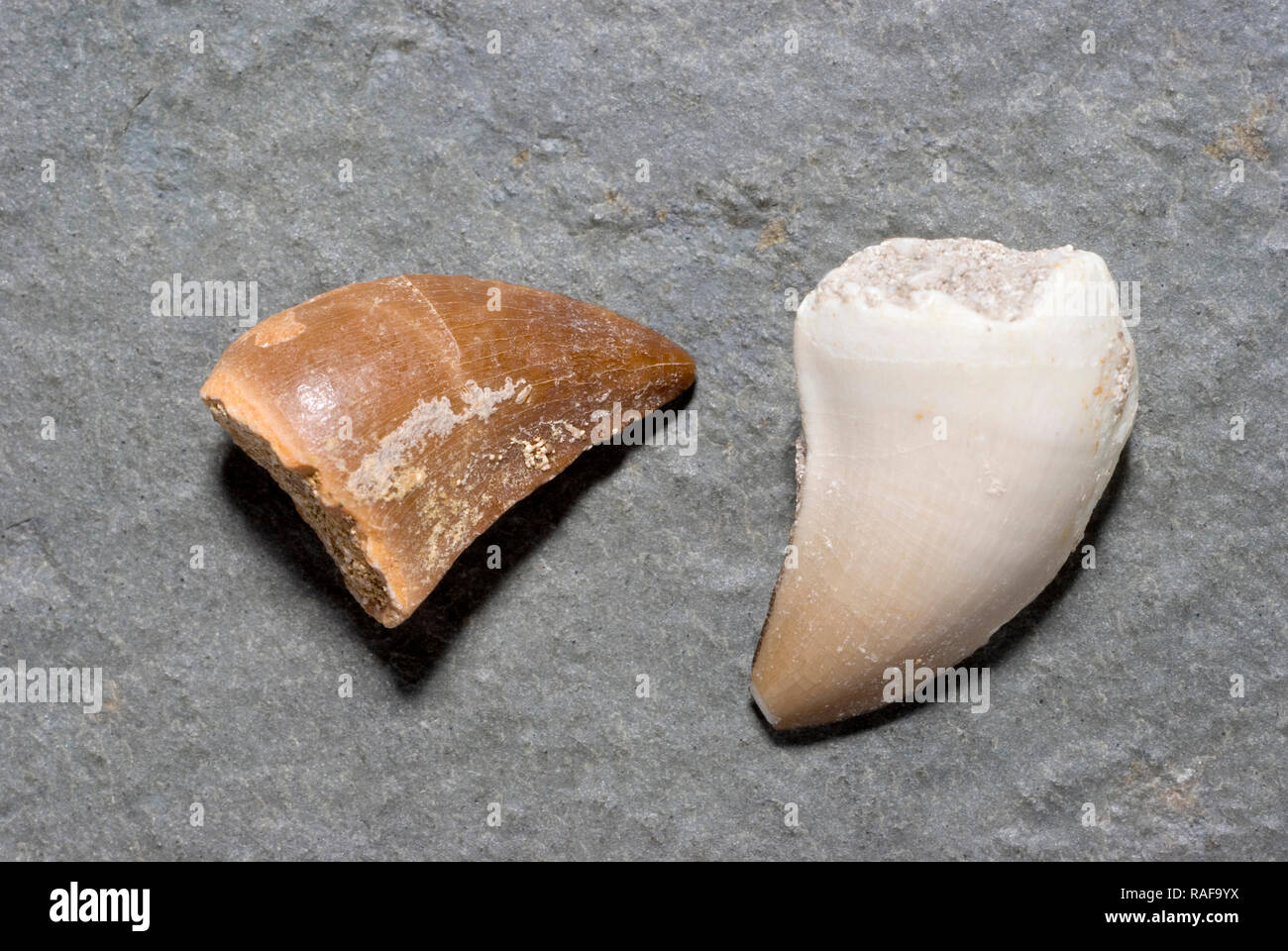 Fossile Zähne Mosasaur Stockfoto