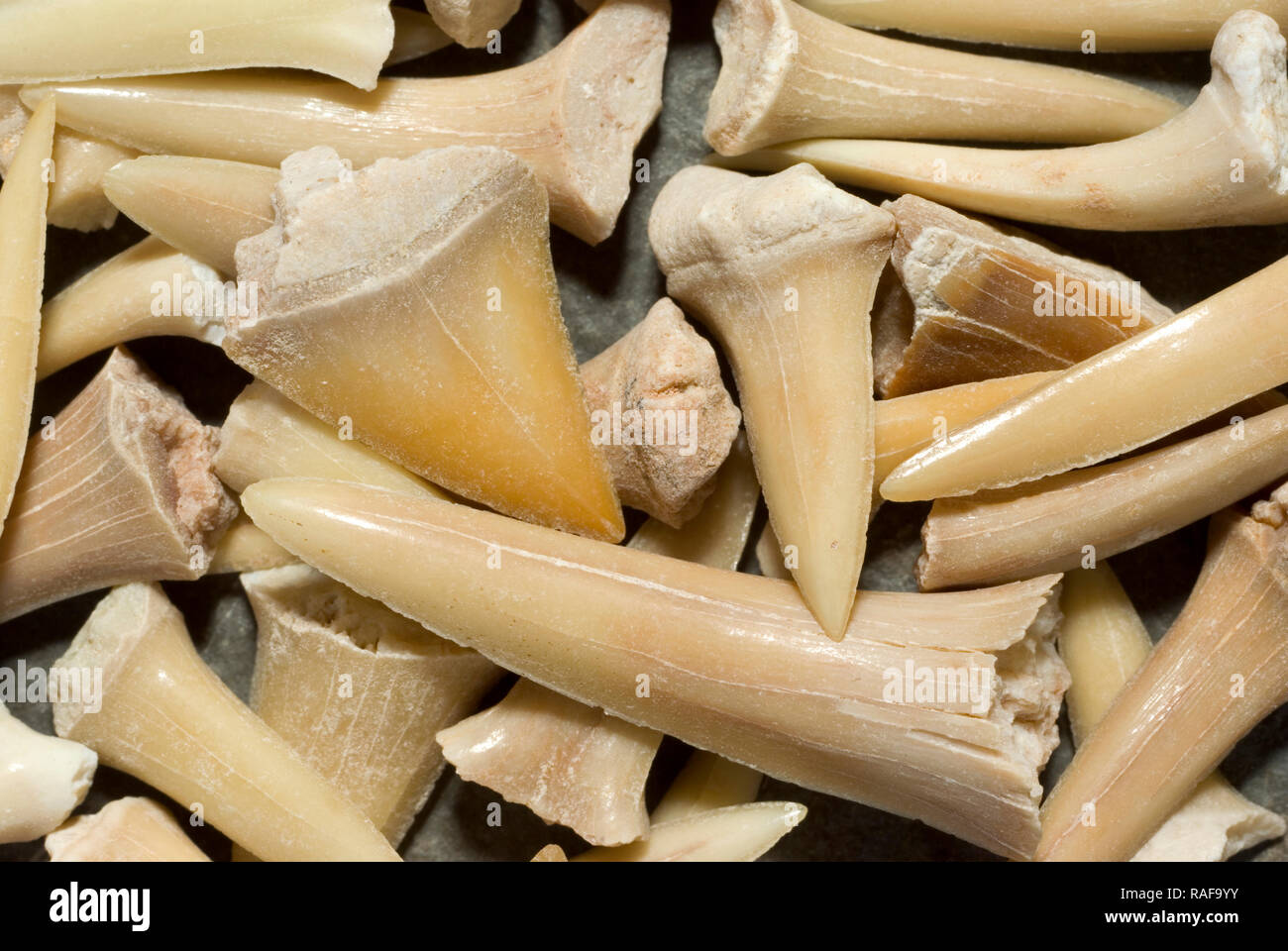 Fossile Haizähne Stockfoto