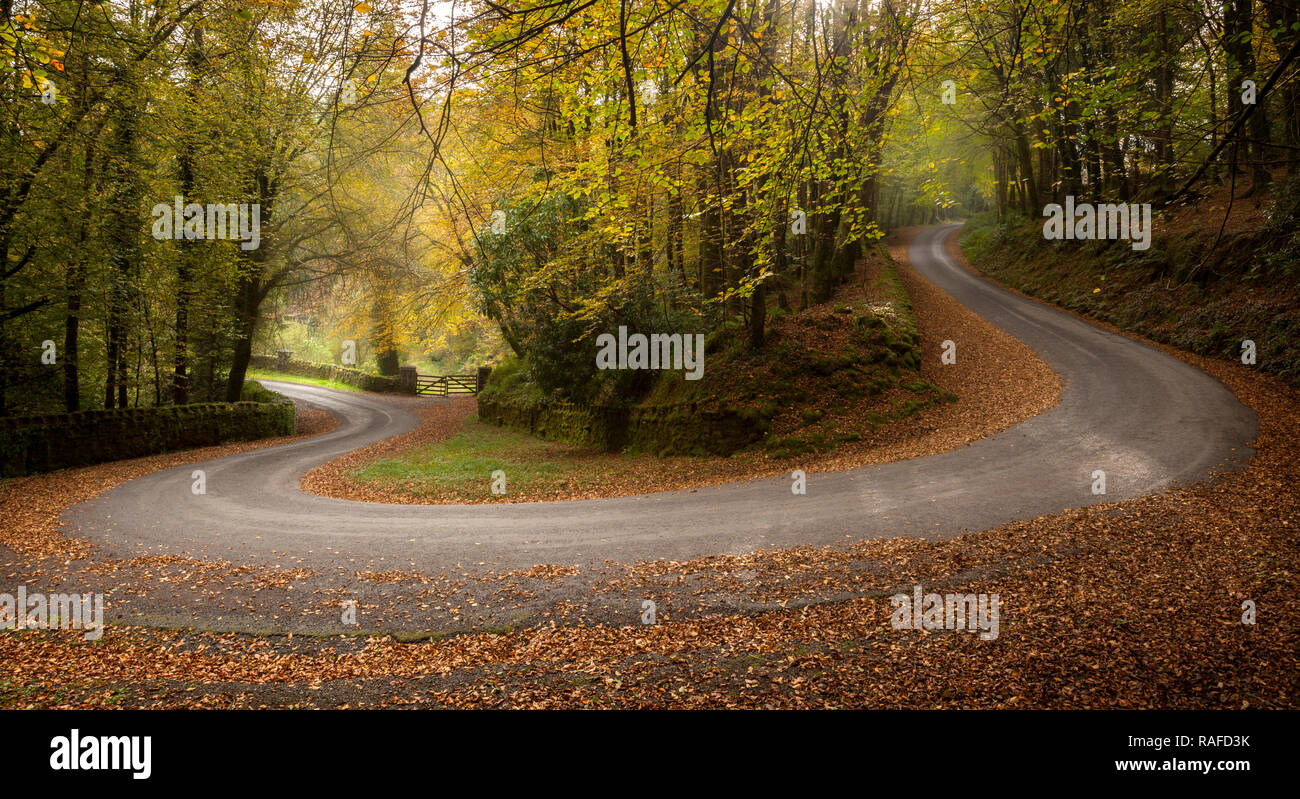 Foto im Herbst Straße mit haarnadelkurven durch Galtee Schloss Woods, Limerick, Irland Stockfoto