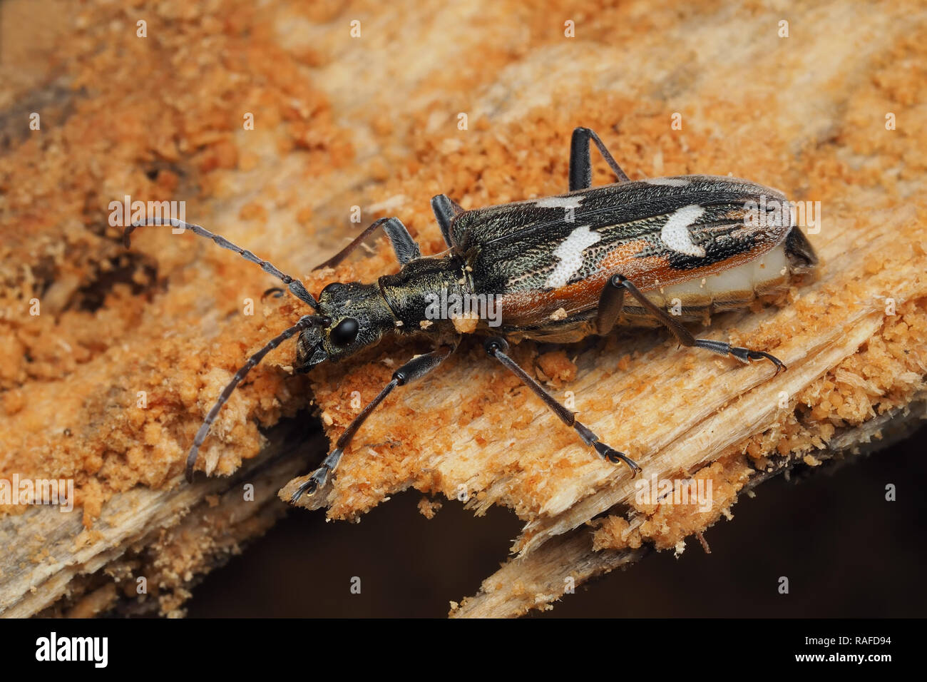 Zwei Bändern Longhorn Beetle (Rhagium bifasciatum) überwintern in Baumstumpf. Tipperary, Irland Stockfoto