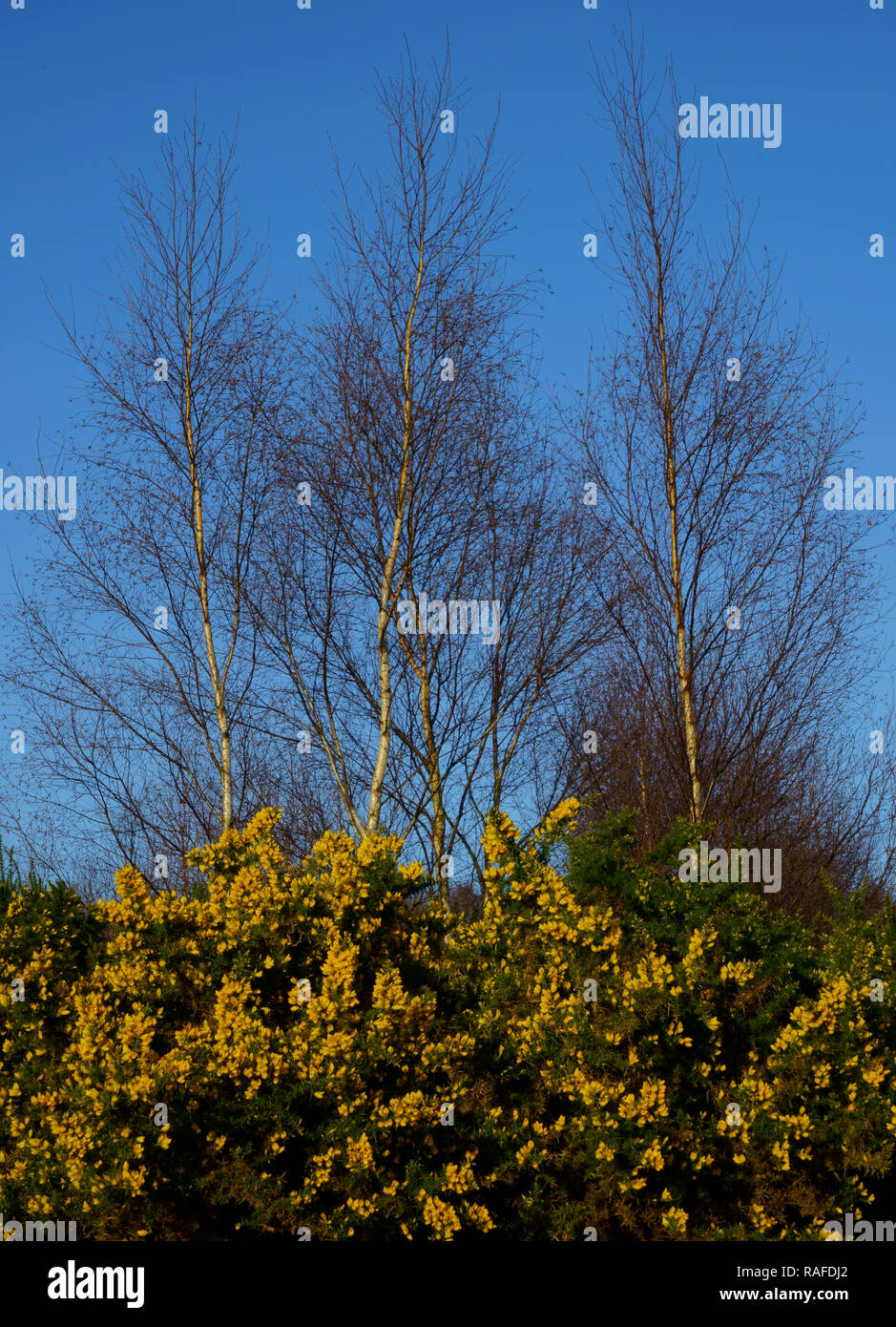 Ashdown Forest, Sussex, UK, einer blühenden Ginster Bush mit Silver Birch tree's Stockfoto