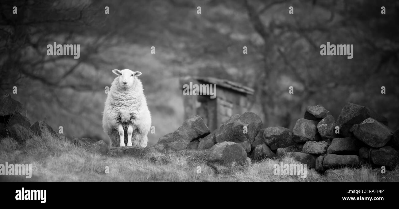 Ein Schaf, das von einer Steinmauer stehend, Schwarz und Weiß Stockfoto