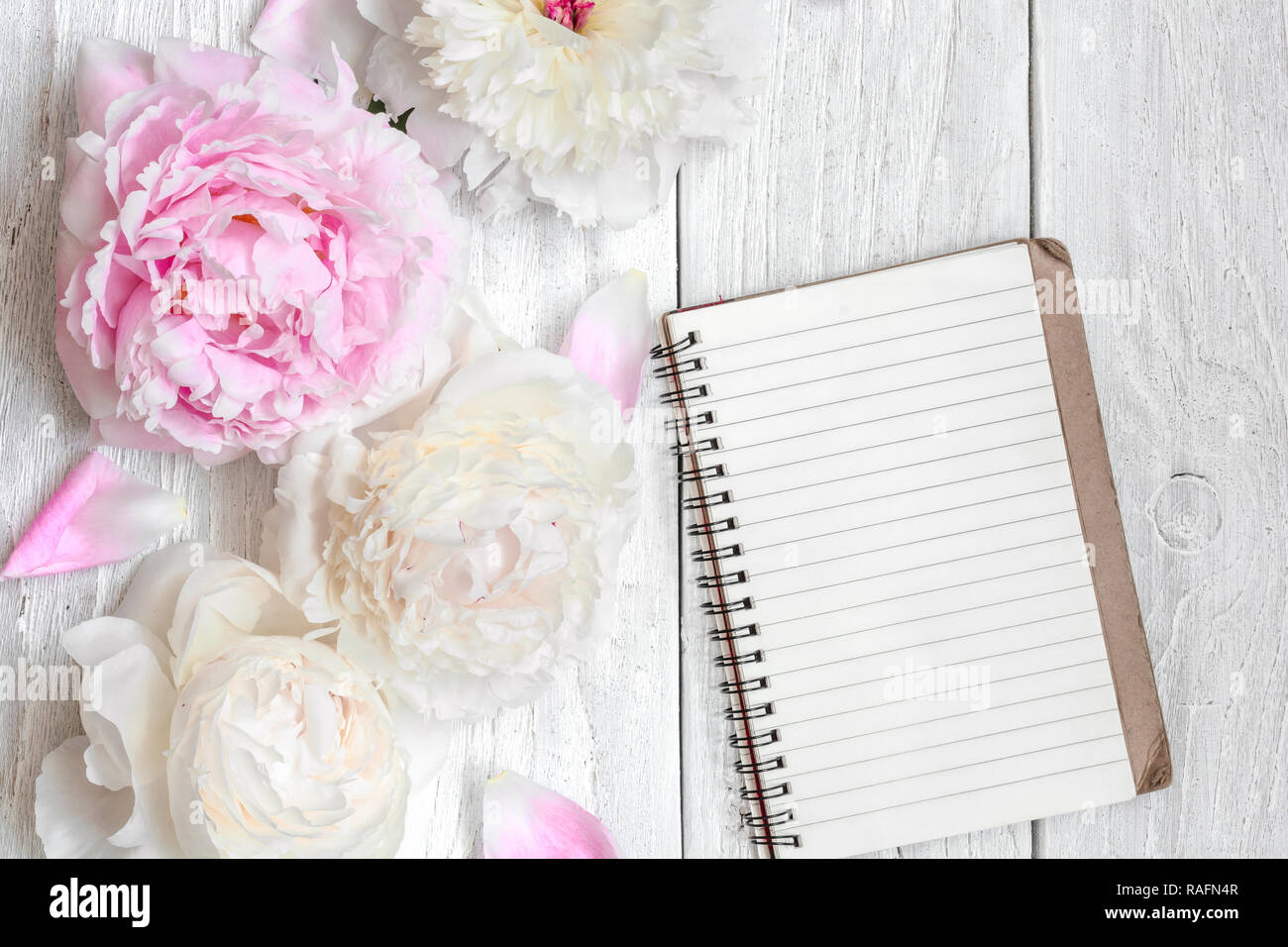 Rosa und weiße Pfingstrose Blüten mit leeren gesäumt Notebook auf weissem Holztisch. Mock up. Ansicht von oben mit der Kopie Raum. valentines oder Frauen Tag Hintergrund Stockfoto