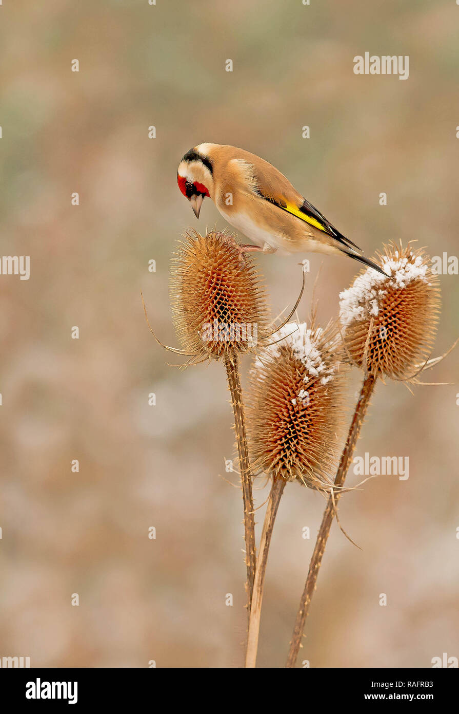 Eine akrobatische Goldfinch Vogel aufgezeichnet wurde Durchführung des Splits, während sie versucht, zwischen zwei karde Pflanzen im Gleichgewicht zu halten. Die amüsante Bilder zeigen die Gehen Stockfoto