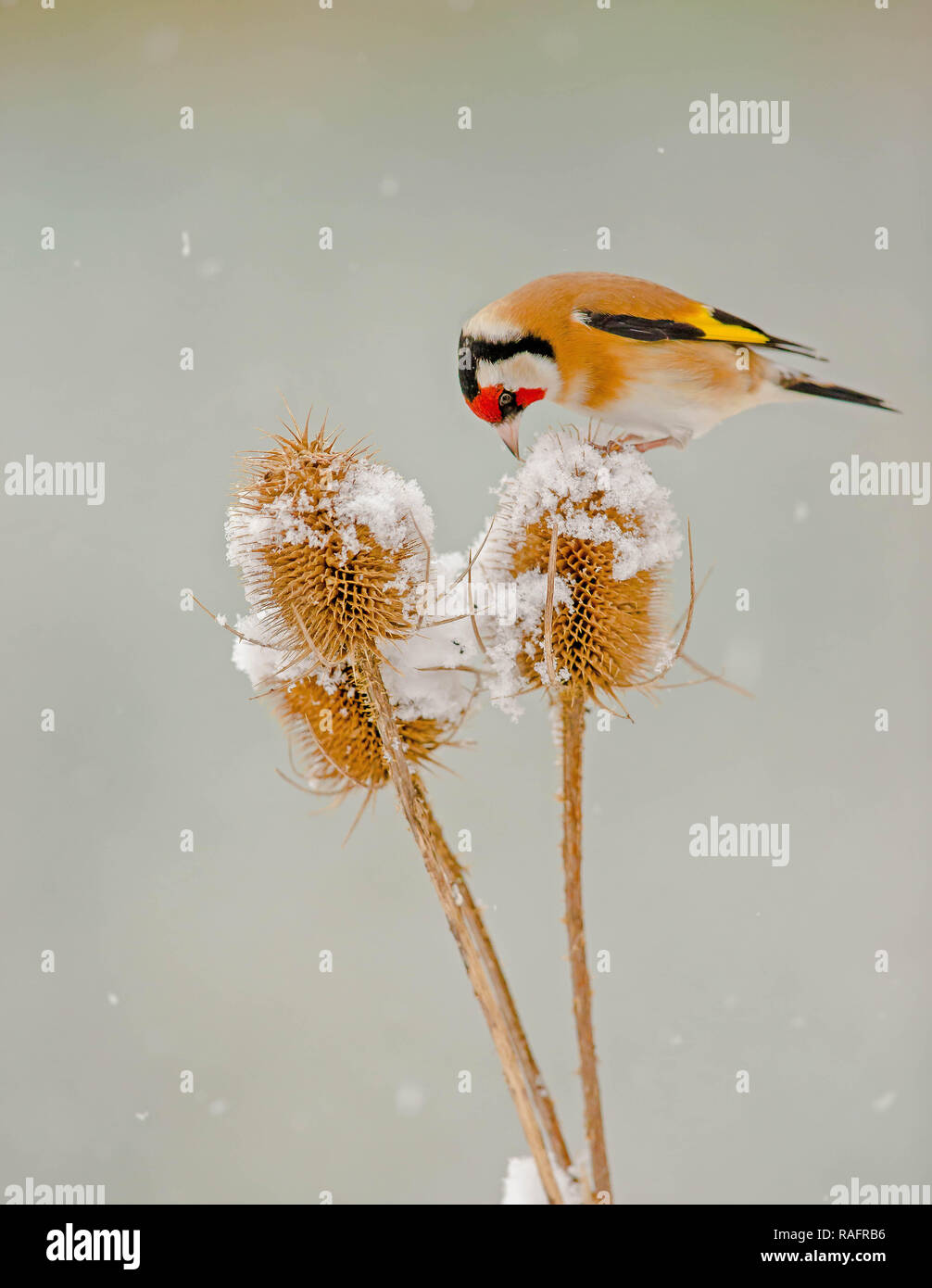 Eine akrobatische Goldfinch Vogel aufgezeichnet wurde Durchführung des Splits, während sie versucht, zwischen zwei karde Pflanzen im Gleichgewicht zu halten. Die amüsante Bilder zeigen die Gehen Stockfoto