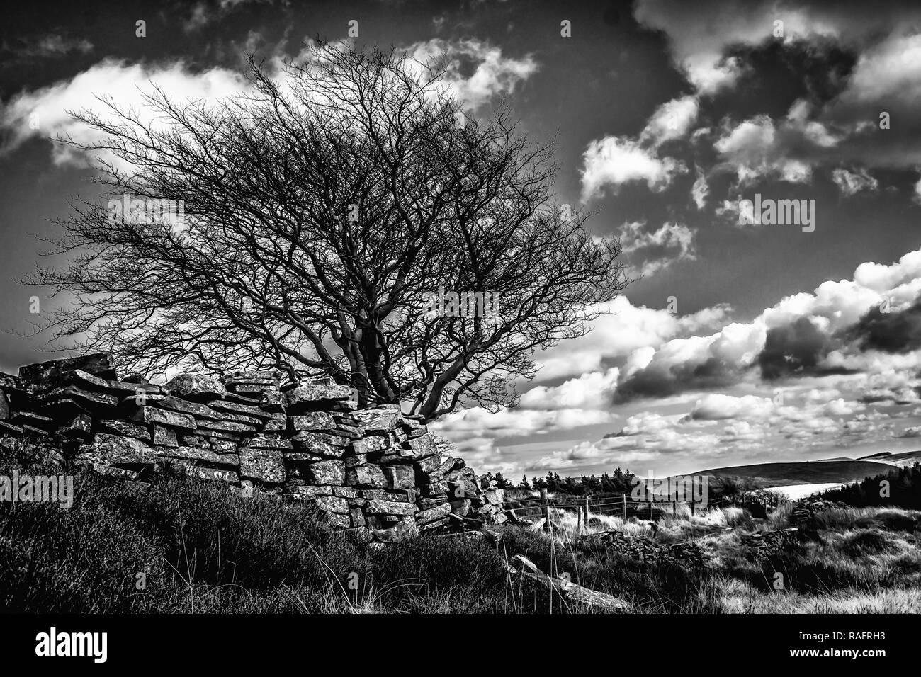 Windswept Baum und Trockenmauern Wand Stockfoto