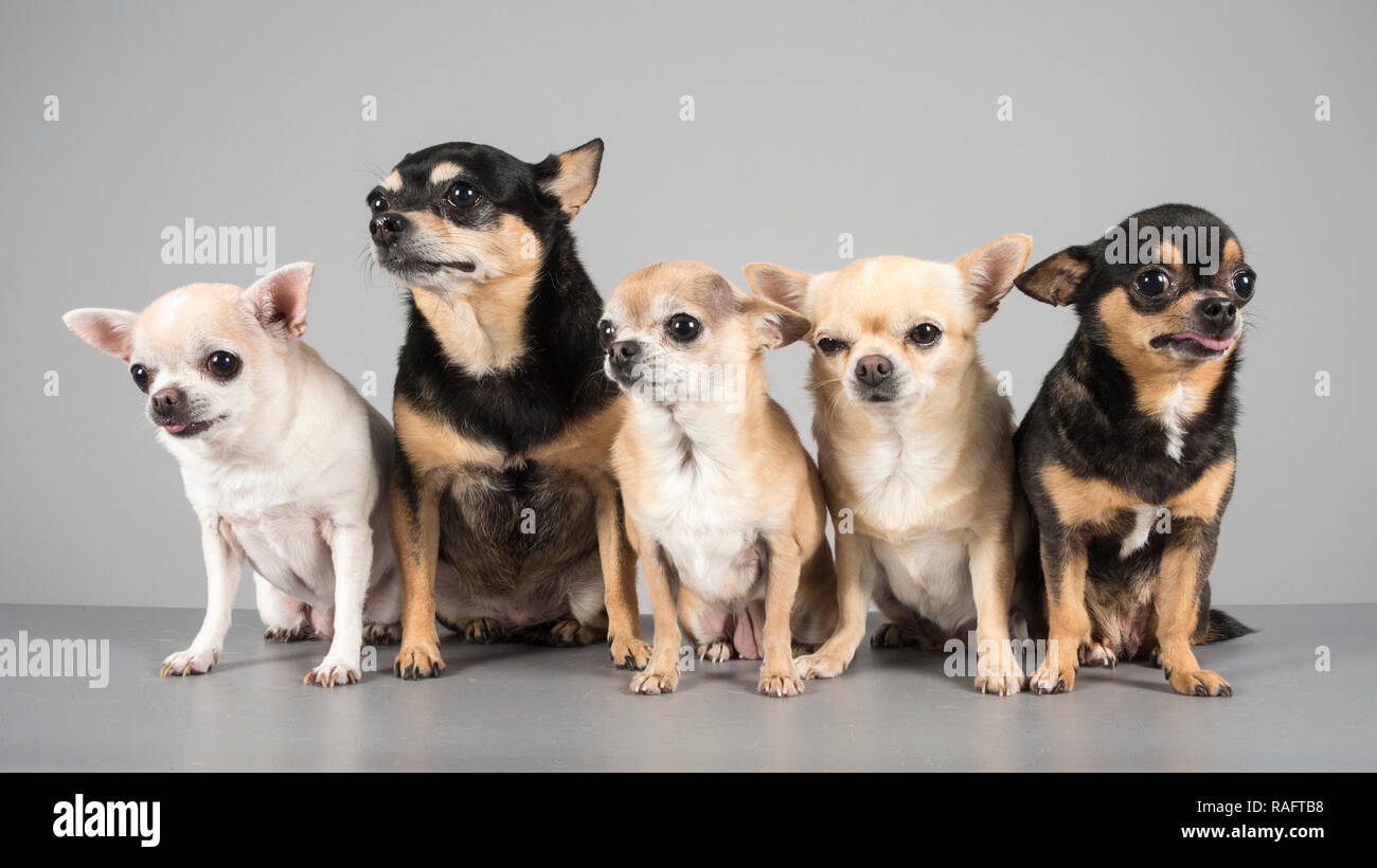 Familie von Chihuahuas, Großbritannien. Stockfoto