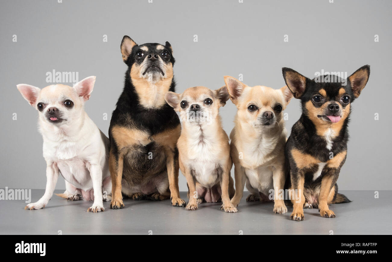Familie von Chihuahuas, Großbritannien Stockfoto