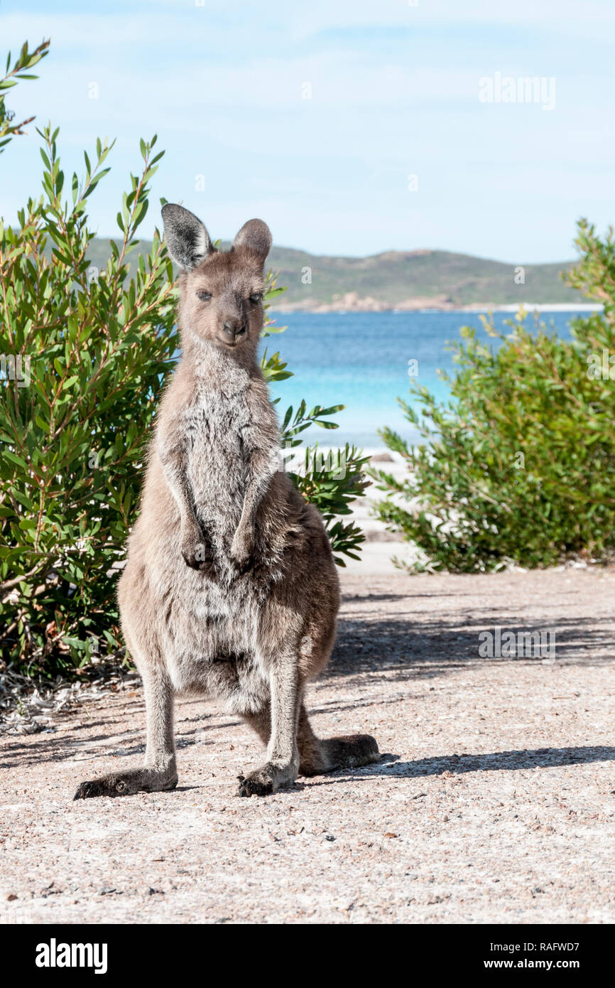 Wilde kängurus am Strand in Australien Stockfoto