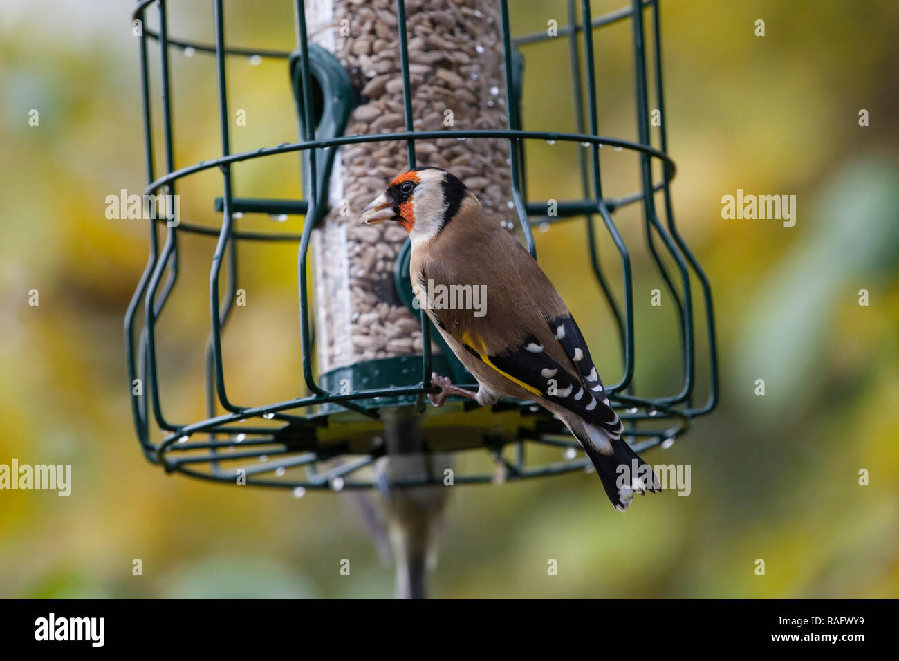 Stieglitz. Carduelis carduelis. Einzelne Erwachsene auf Eichhörnchen Nachweis sonnenblume Einzug. West Midlands. Britische Inseln Stockfoto