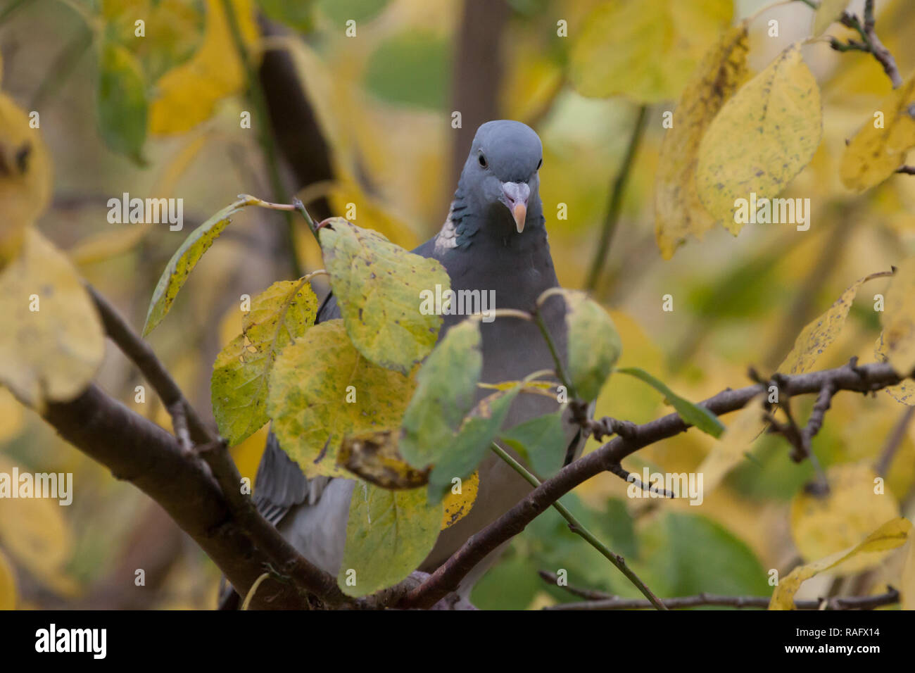 Woodpigeon. Columba palumbus. Einzelne Erwachsene in Obst Baum im Herbst thront. West Midlands. Britische Inseln. Stockfoto