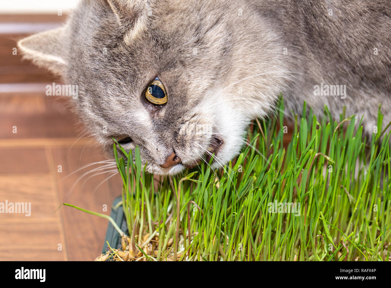 Graue Katze Frisst Gras In Einer Speziellen Box Gewachsen