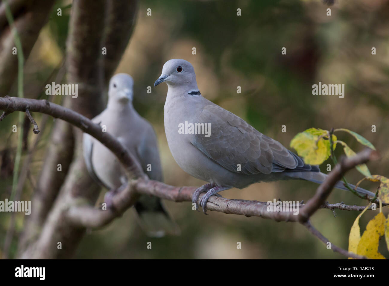 Collared Dove. Streptopelia decaocto. Zwei Erwachsene in Obstbaum. West Midlands. Britische Inseln. Stockfoto