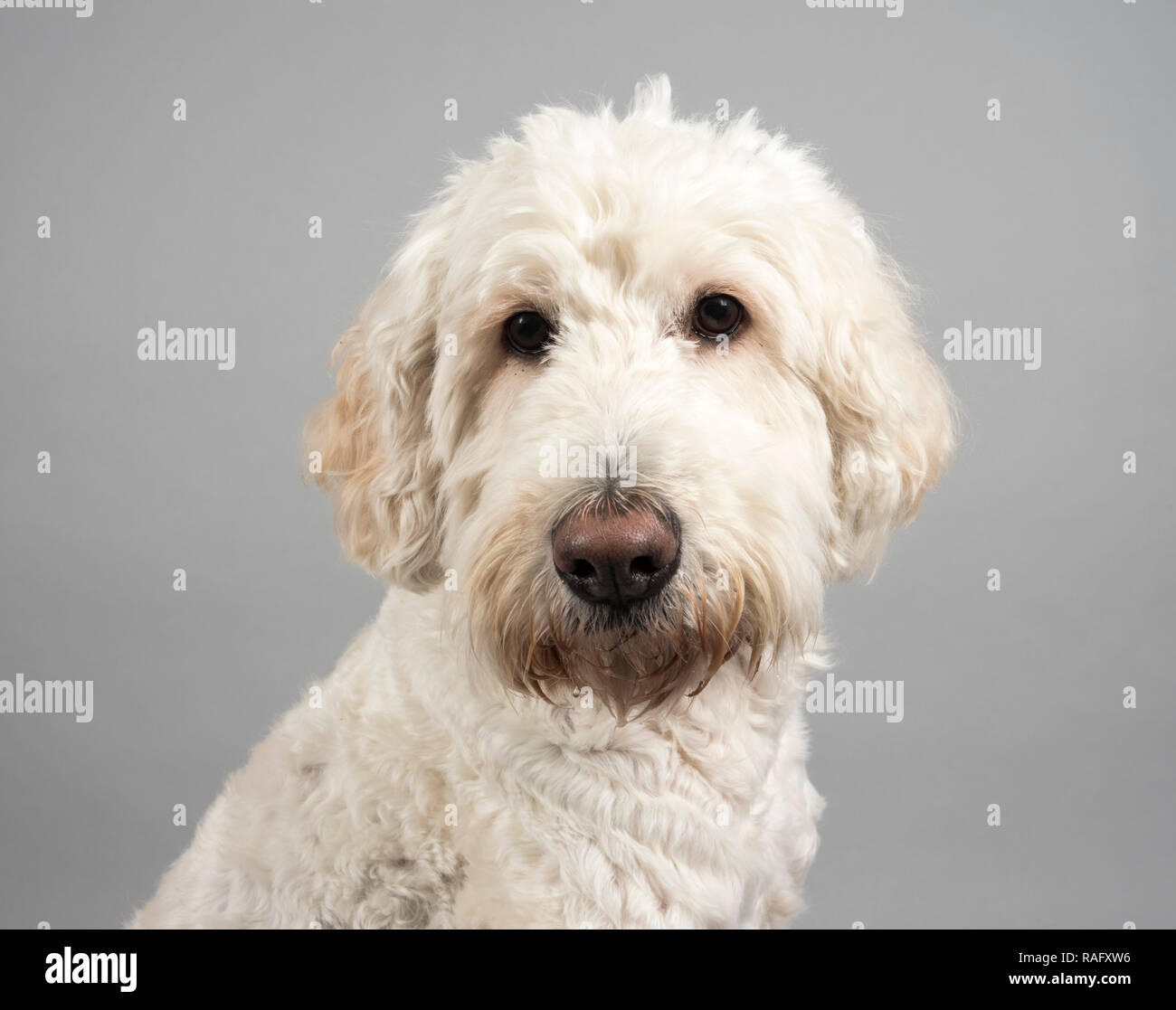 Porträt einer weiblichen Labradoodle (Laborgröße-weiß) Haustier Hund in Großbritannien. Stockfoto