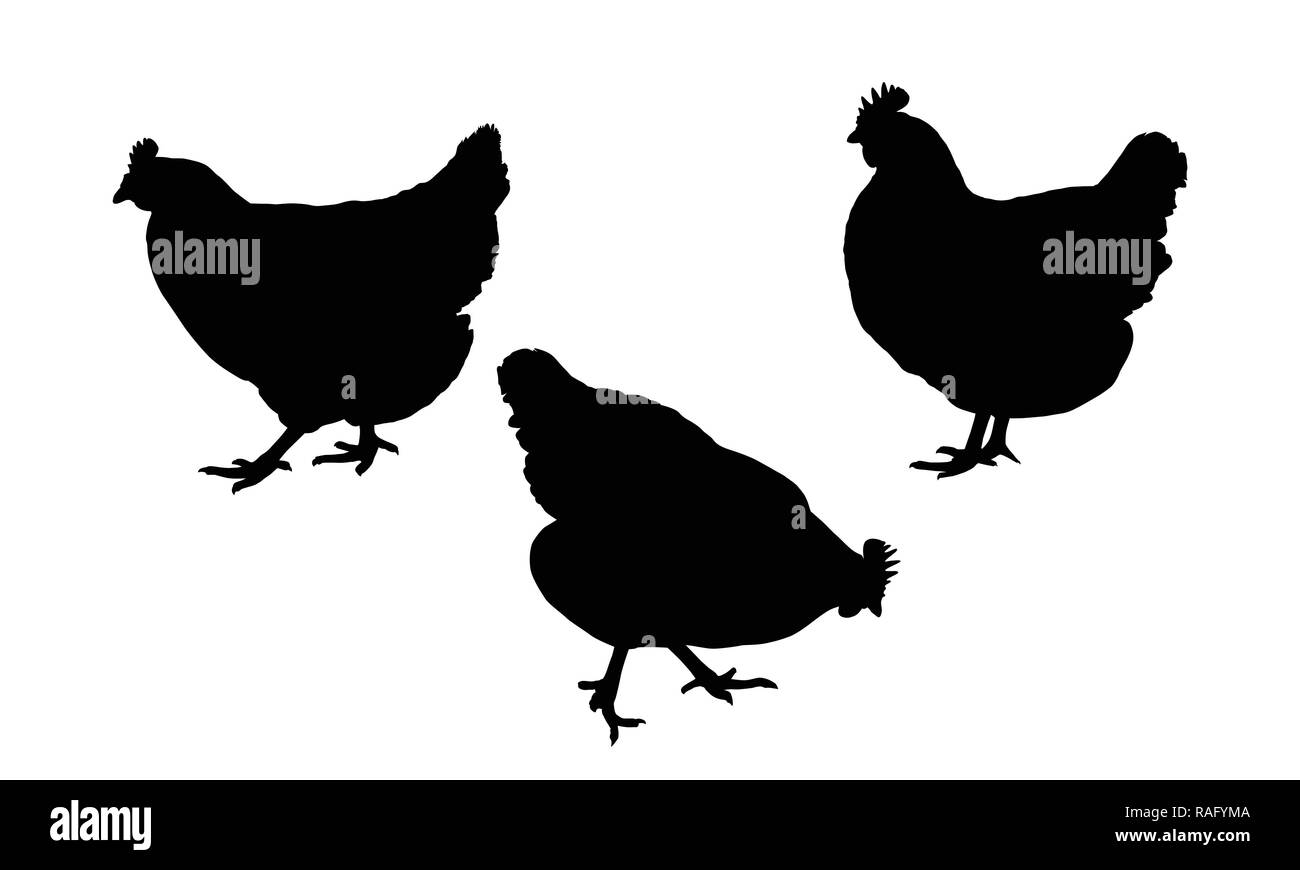 Stellen Sie realistische Silhouetten von drei Hühner oder Hähnchen, Federpicken und Fuß-Vektor Stock Vektor