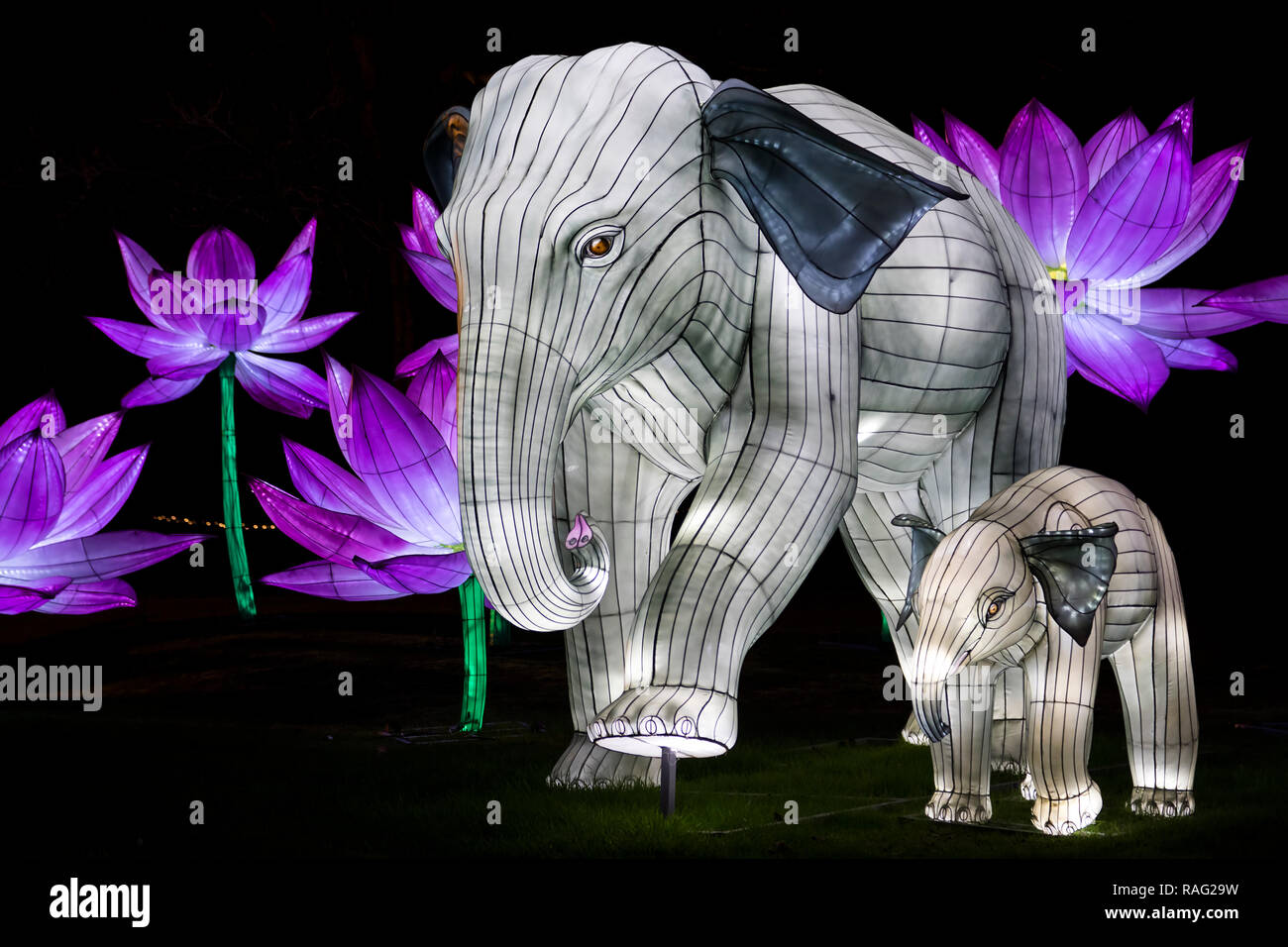 Das jährliche Festival von Licht wird an der Longleat Immobilien in Wiltshire statt mit magischen Chinesische Laternen beleuchtet Stockfoto