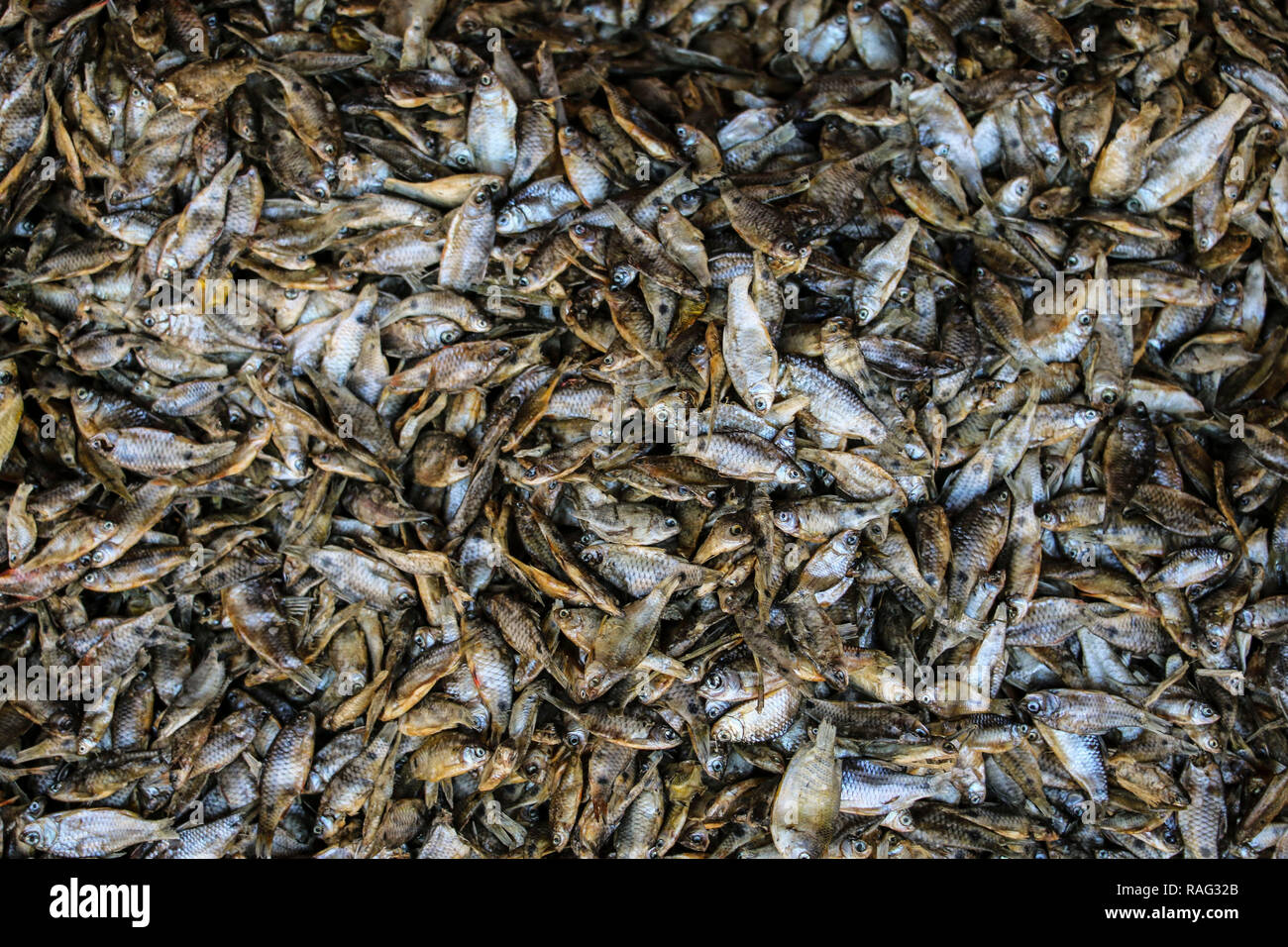 Kleine getrocknete Fische auf dem Markt, Inle Lake, Myanmar (Birma) Stockfoto