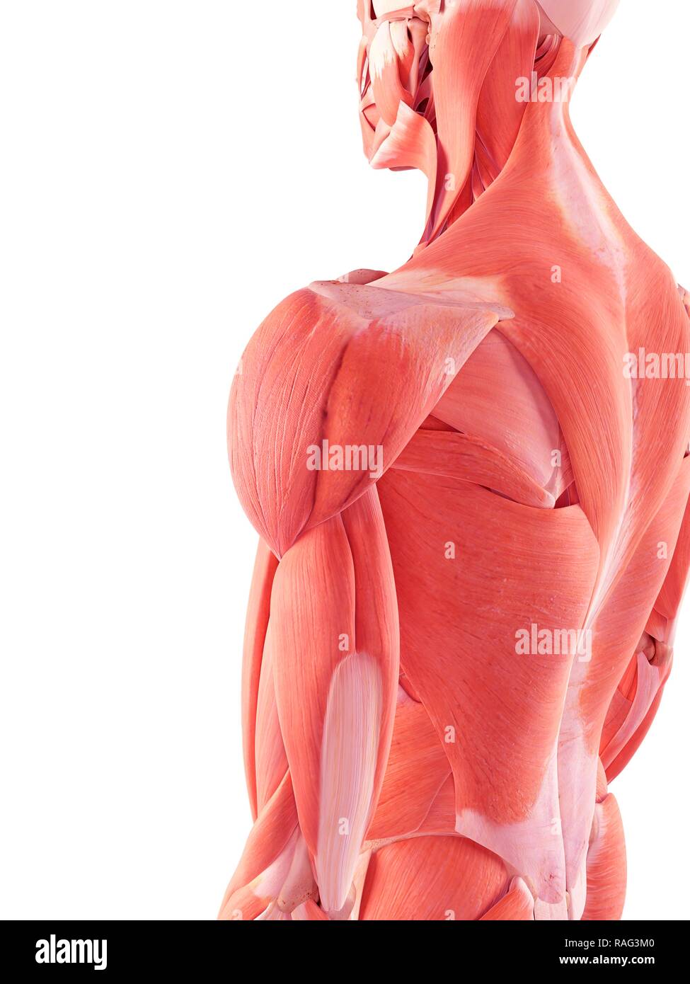 Abbildung der menschlichen Muskulatur. Stockfoto