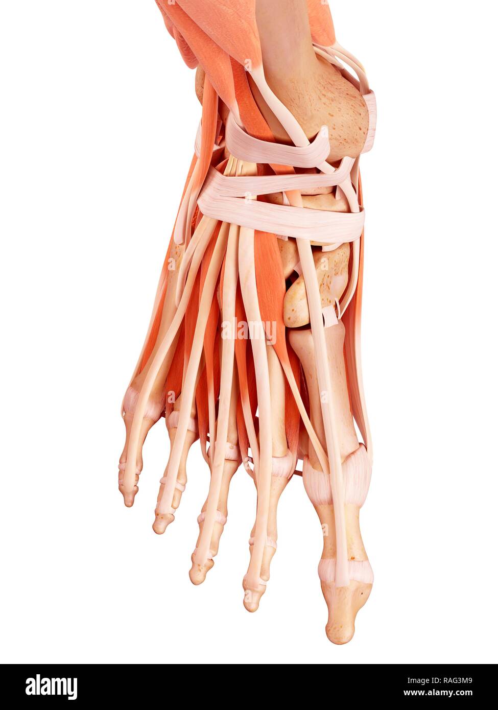 Abbildung: Fuß Anatomie Stockfotografie - Alamy