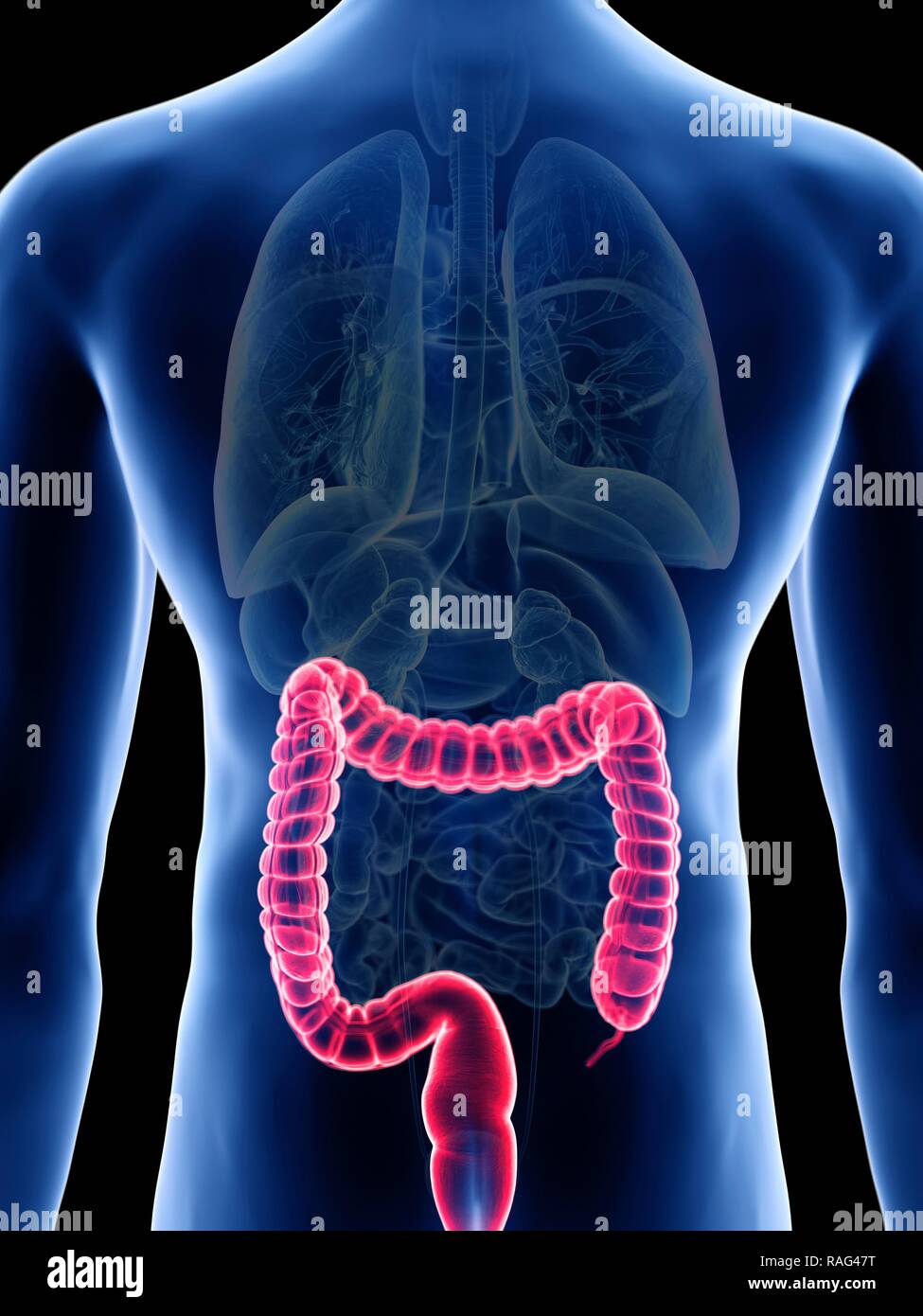 Mann anatomie innere organe rücken -Fotos und -Bildmaterial in hoher ...