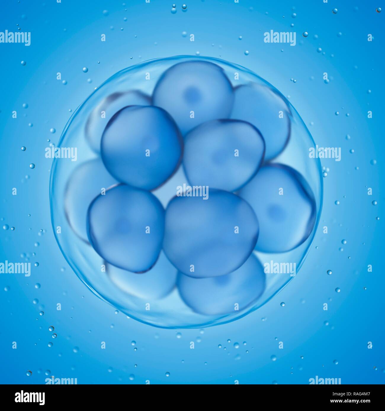 Abbildung einer morula. Stockfoto
