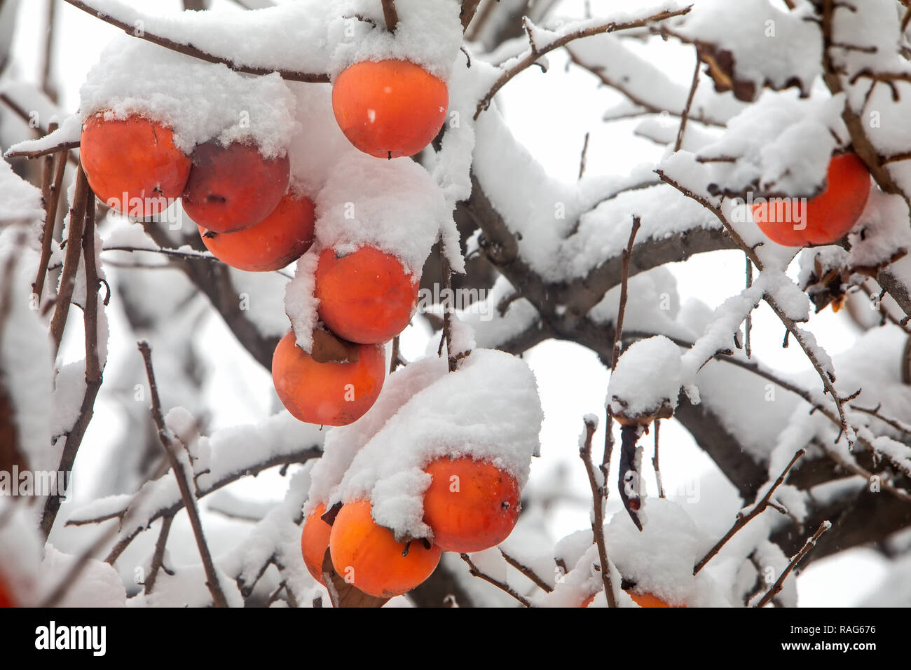 Früchte der Datum Pflaumenbaum oder Diospyros Lotus mit dem ersten Schnee Stockfoto