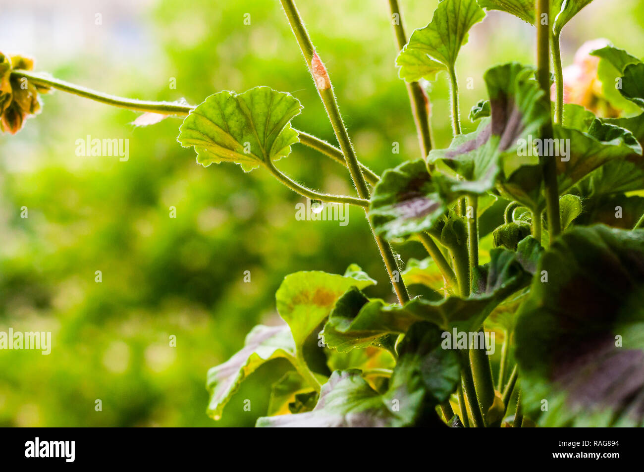 Regentropfen auf Pelargonium Blume Pflanze Blätter aus niedrigem Blickwinkel betrachten. Die beliebten Geranien, die Sie in den meisten gartencentern im Frühjahr finden Sie gehören eigentlich zum Th Stockfoto