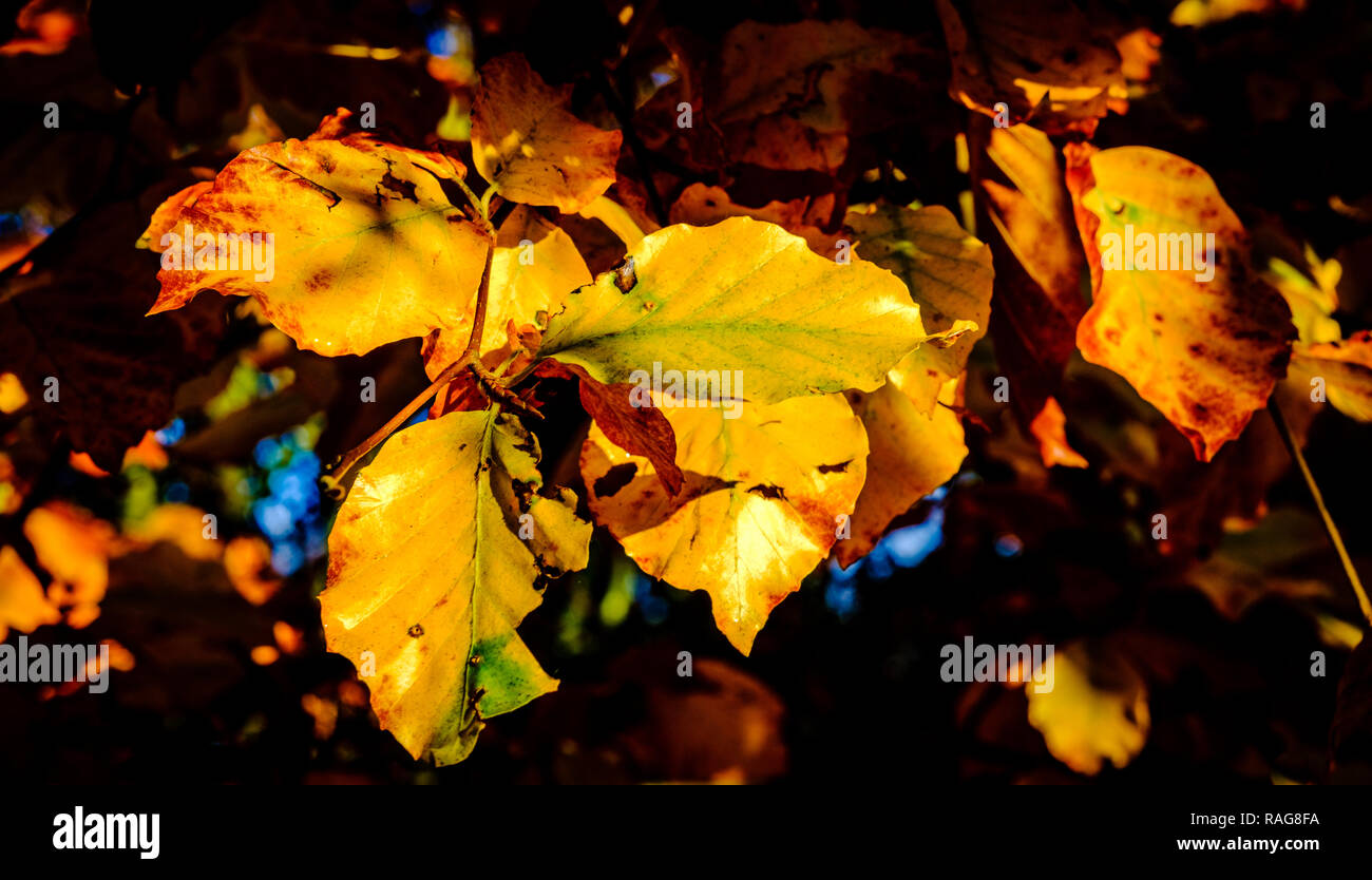 Blätter im Herbst einer Buche hedge Stockfoto